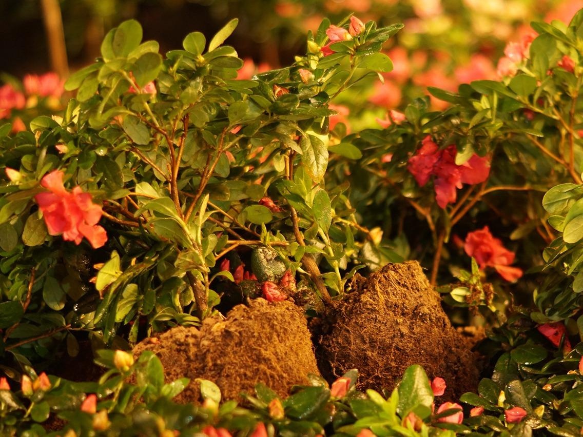 'Nguoi dan dung trom hoa ven ho Guom nua' hinh anh