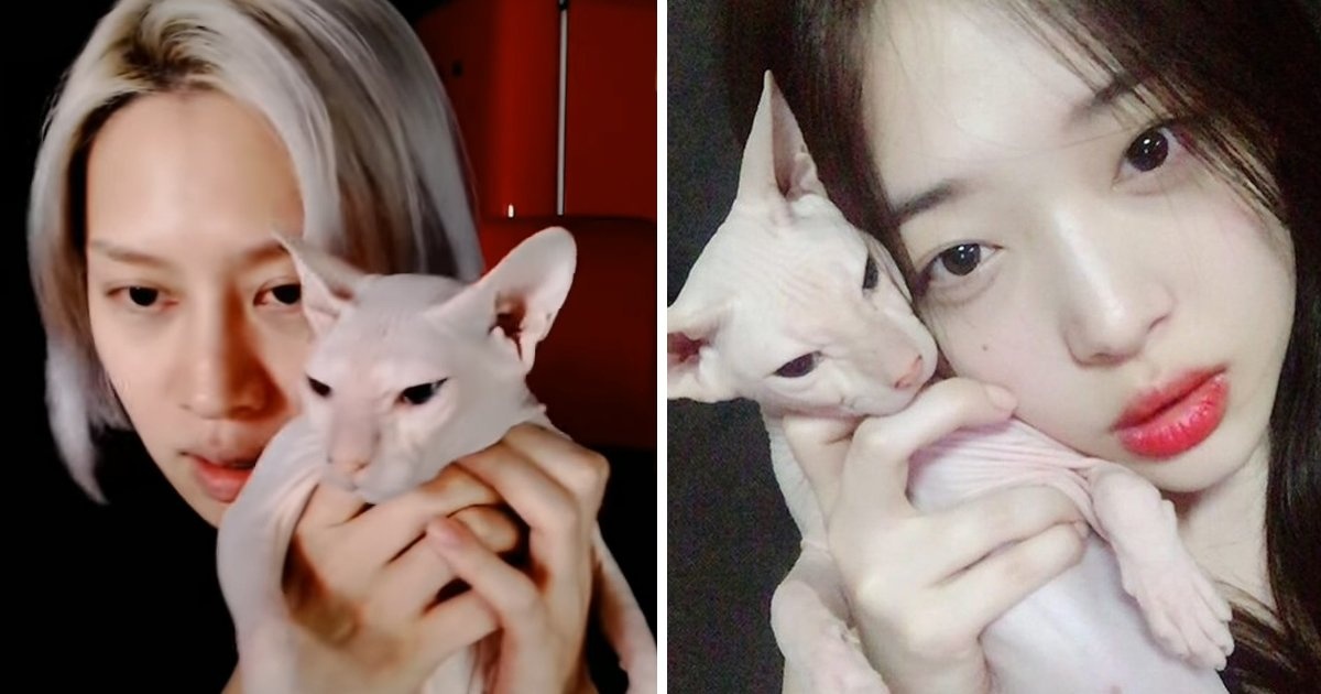 Thanh vien Super Junior nhan nuoi meo cua Sulli hinh anh