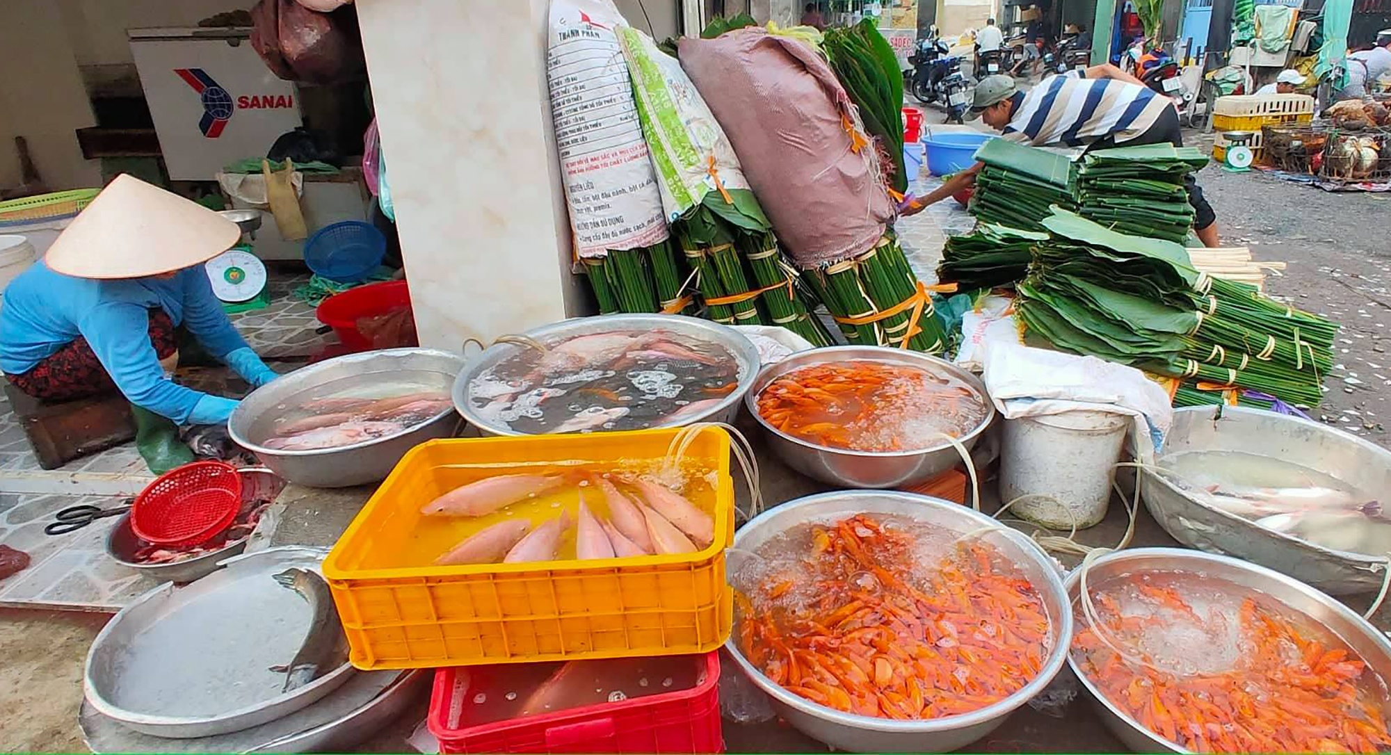 chich dien ca chep ngay ong Tao anh 1