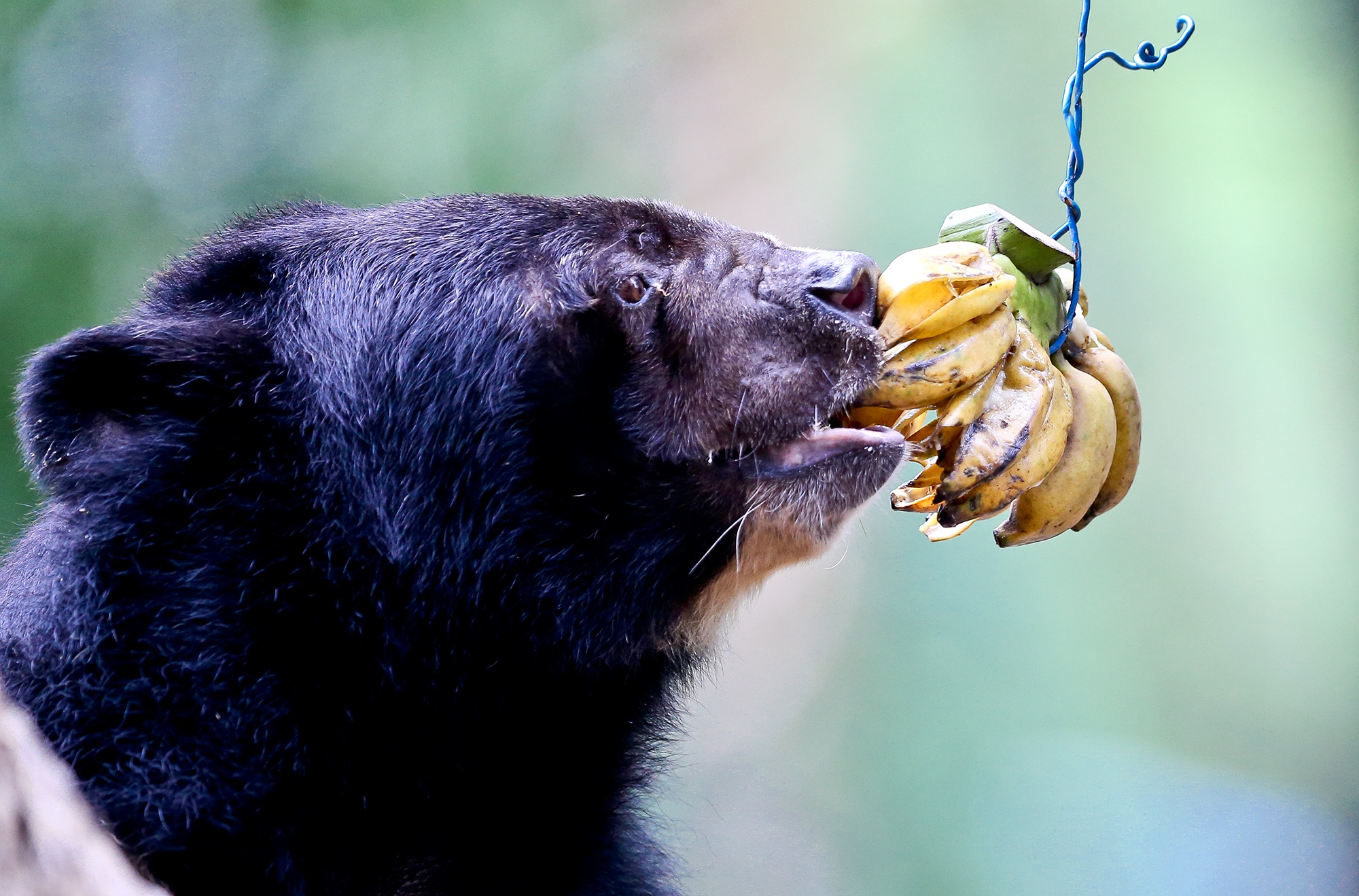 Thu nuoi tai Thao Cam Vien duoc an nhu the nao? hinh anh