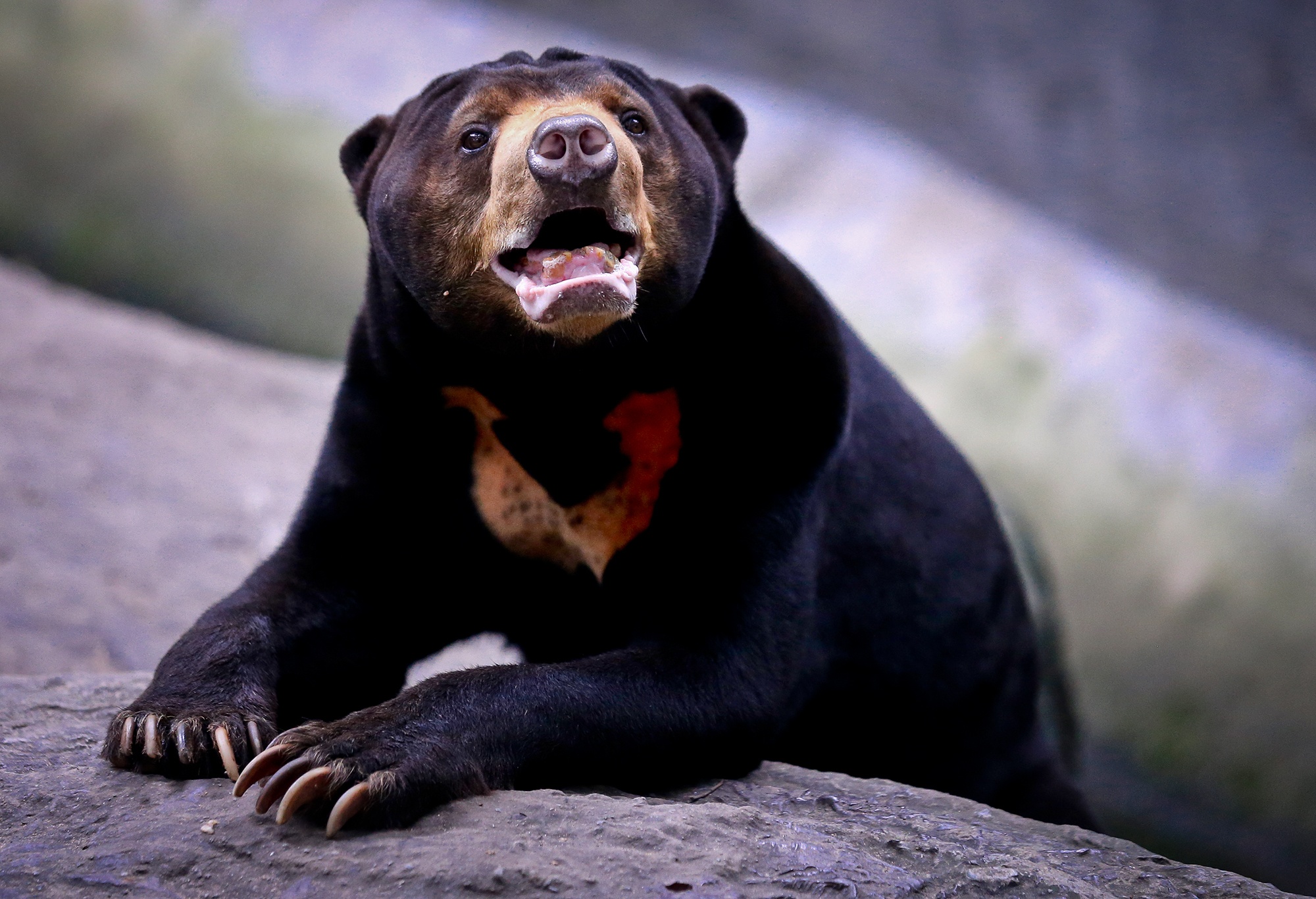 Thao Cam Vien anh 12