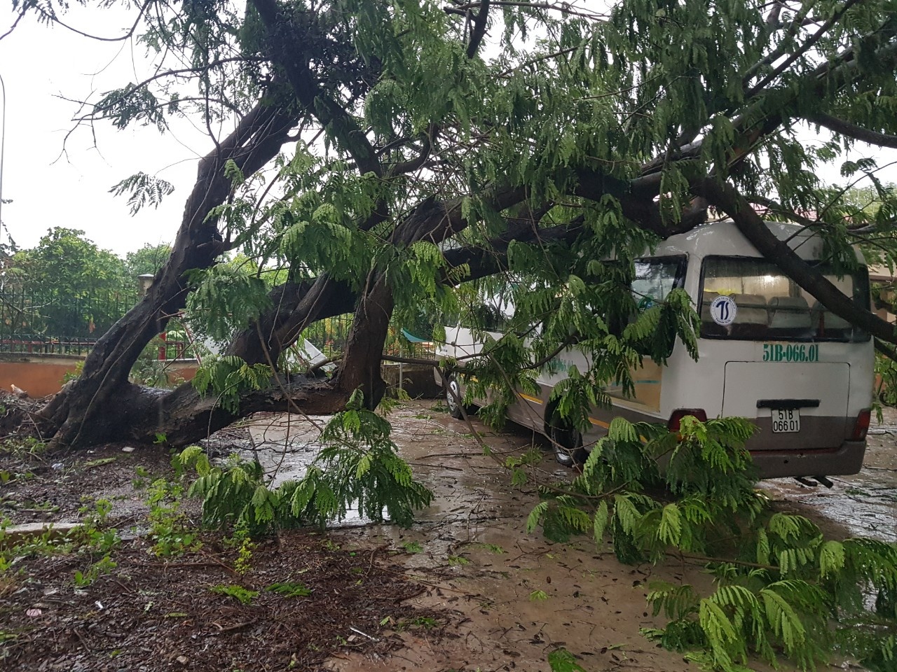 Nhieu cay lon do nga do gio giat o Can Gio hinh anh