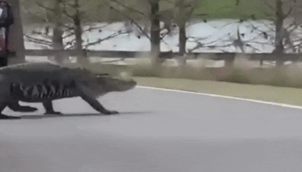 Ca sau khong lo bang qua duong o Florida hinh anh