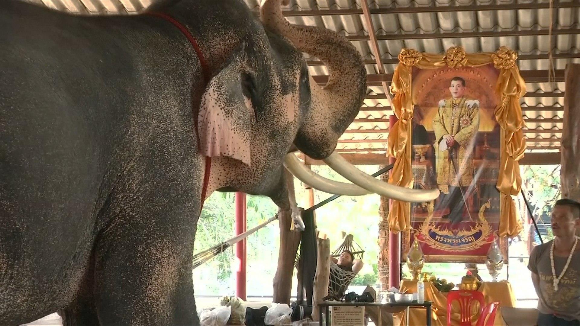 Voi trang dau tien gia nhap vuong trieu moi cua hoang gia Thai hinh anh