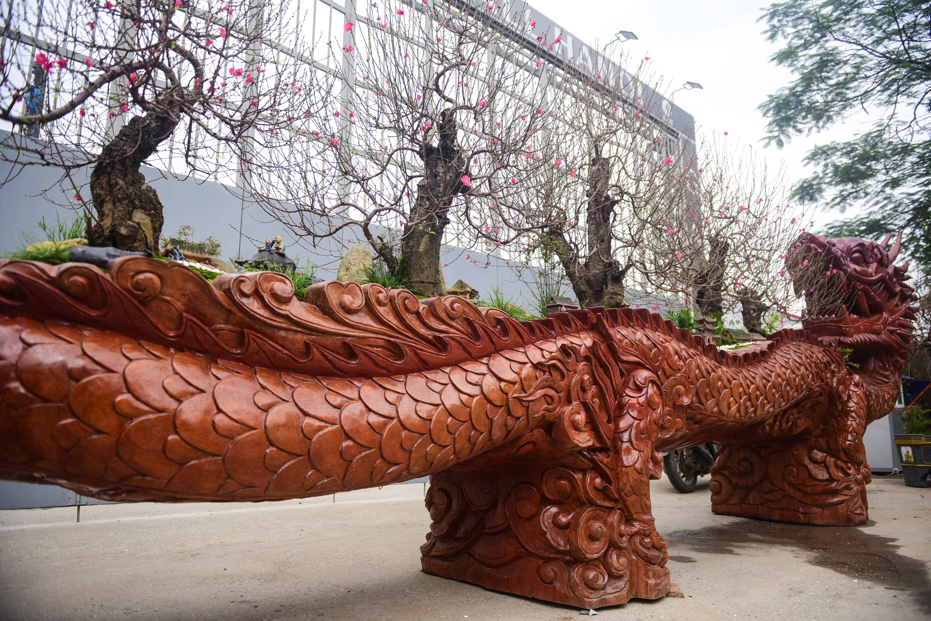 Chau hoa dao hinh rong anh 4