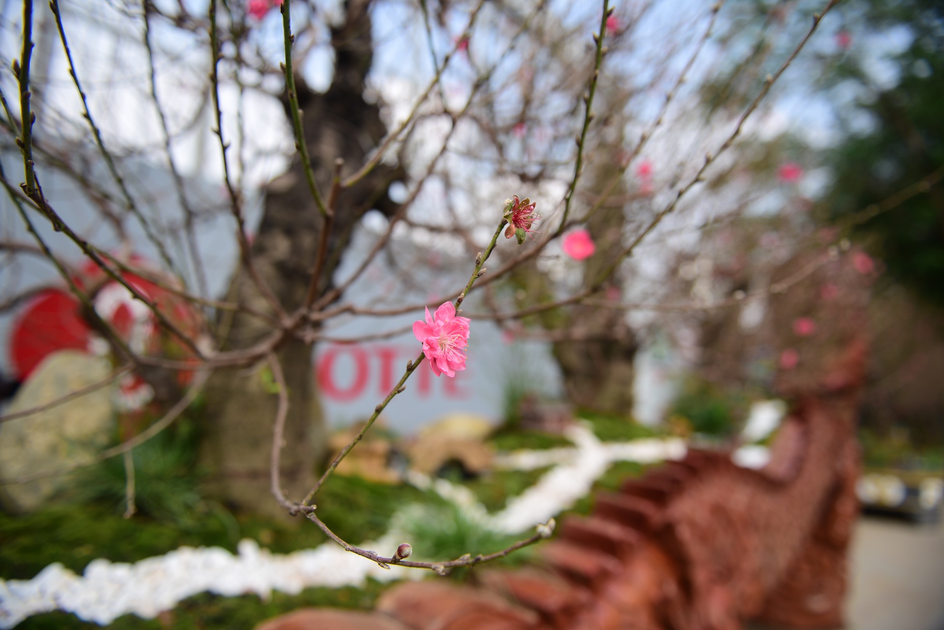 Chau hoa dao hinh rong anh 6