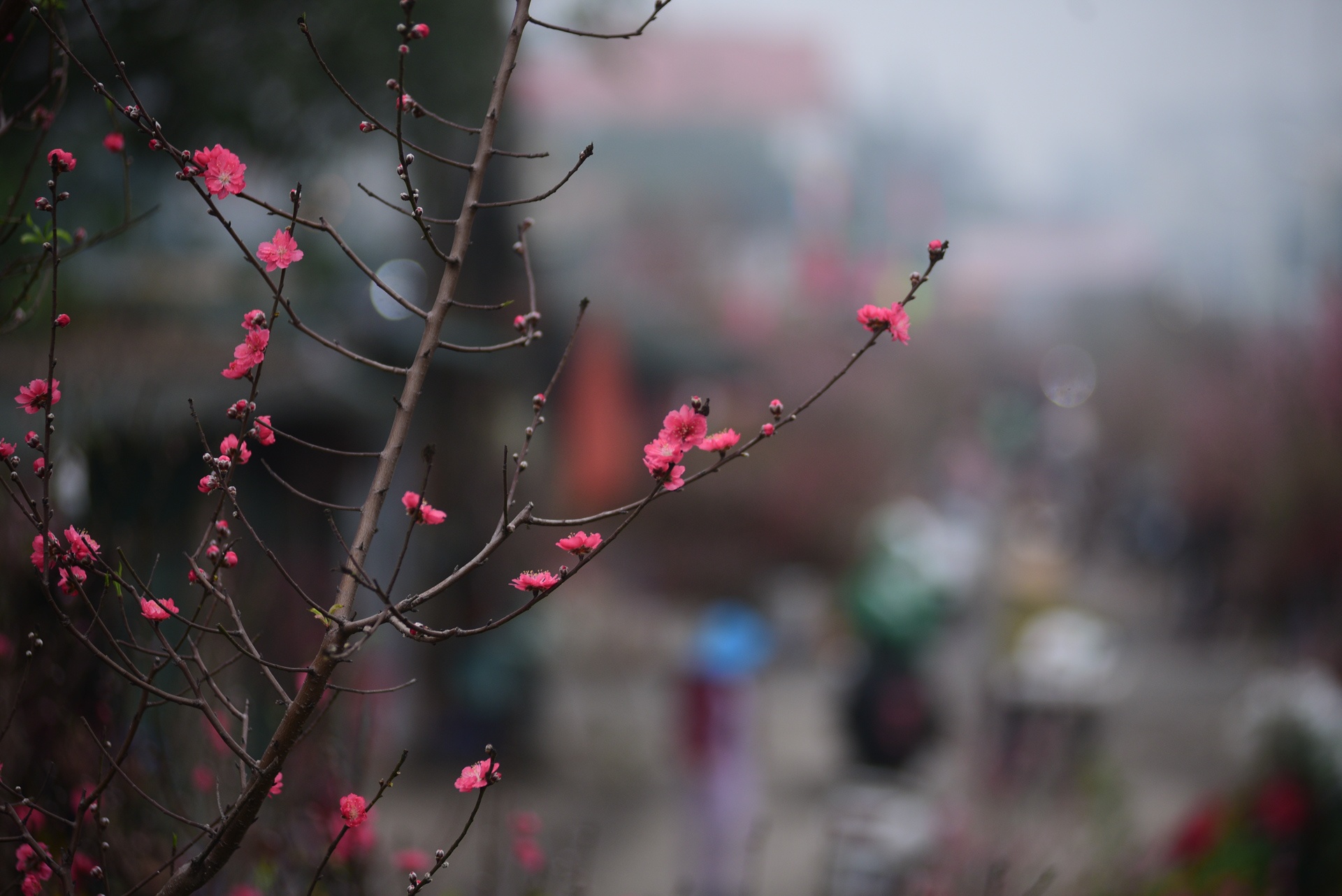 Cho hoa Quang An do ruc dao Tet anh 9