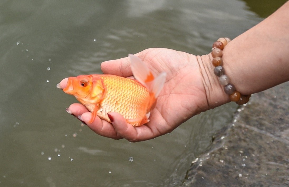 Hinh anh van minh cua nhung nguoi di tha ca chep som hinh anh