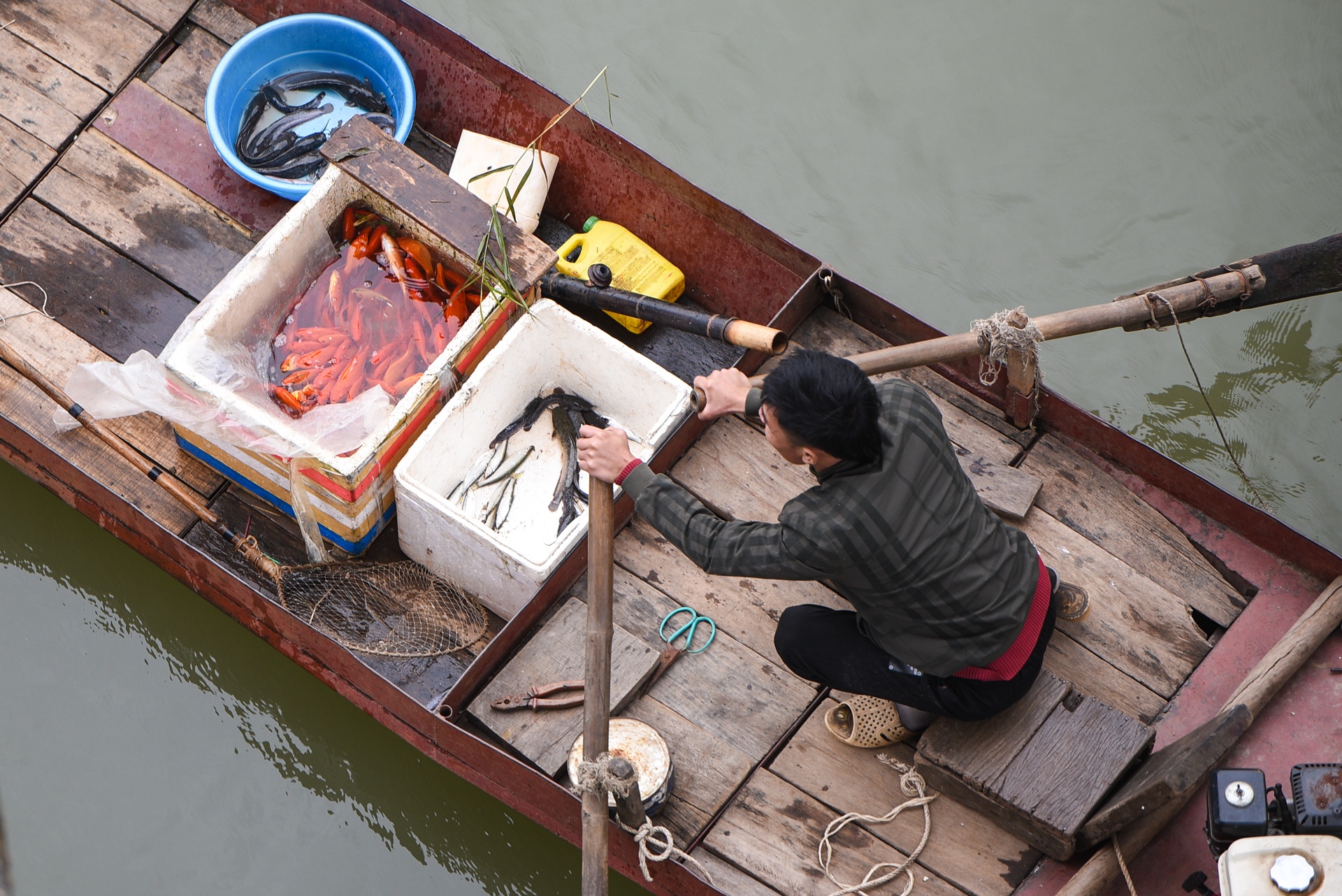 chich dien ca chep ong Tao anh 1