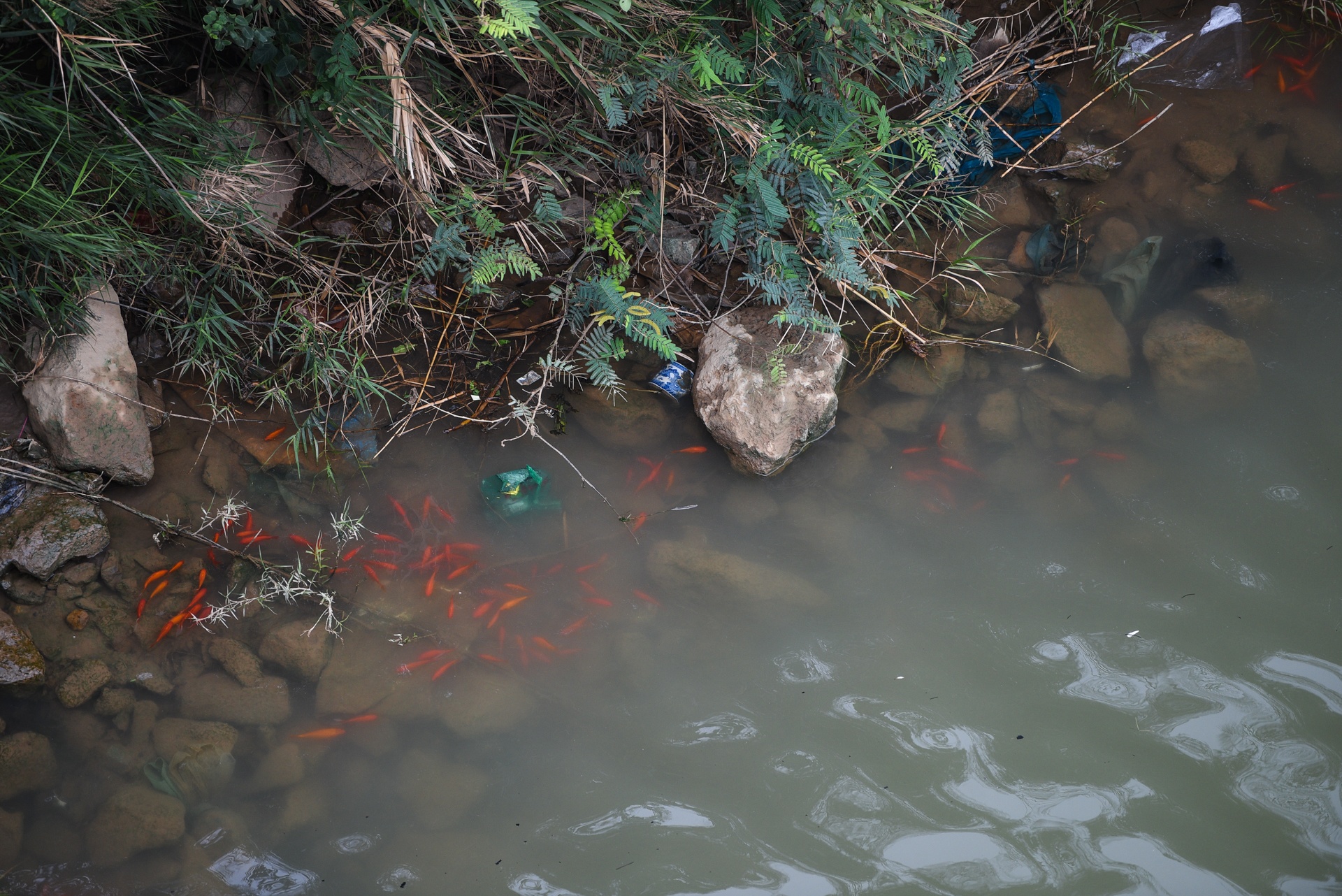 chich dien ca chep ong Tao anh 3