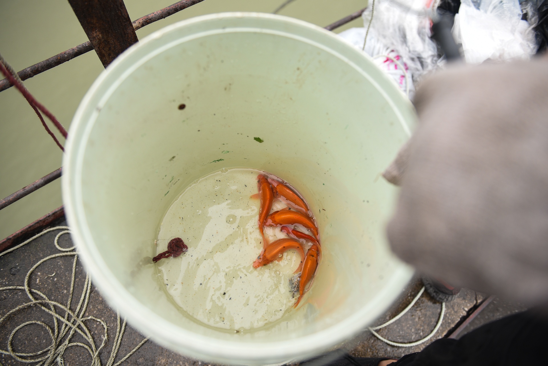 chich dien ca chep ong Tao anh 6