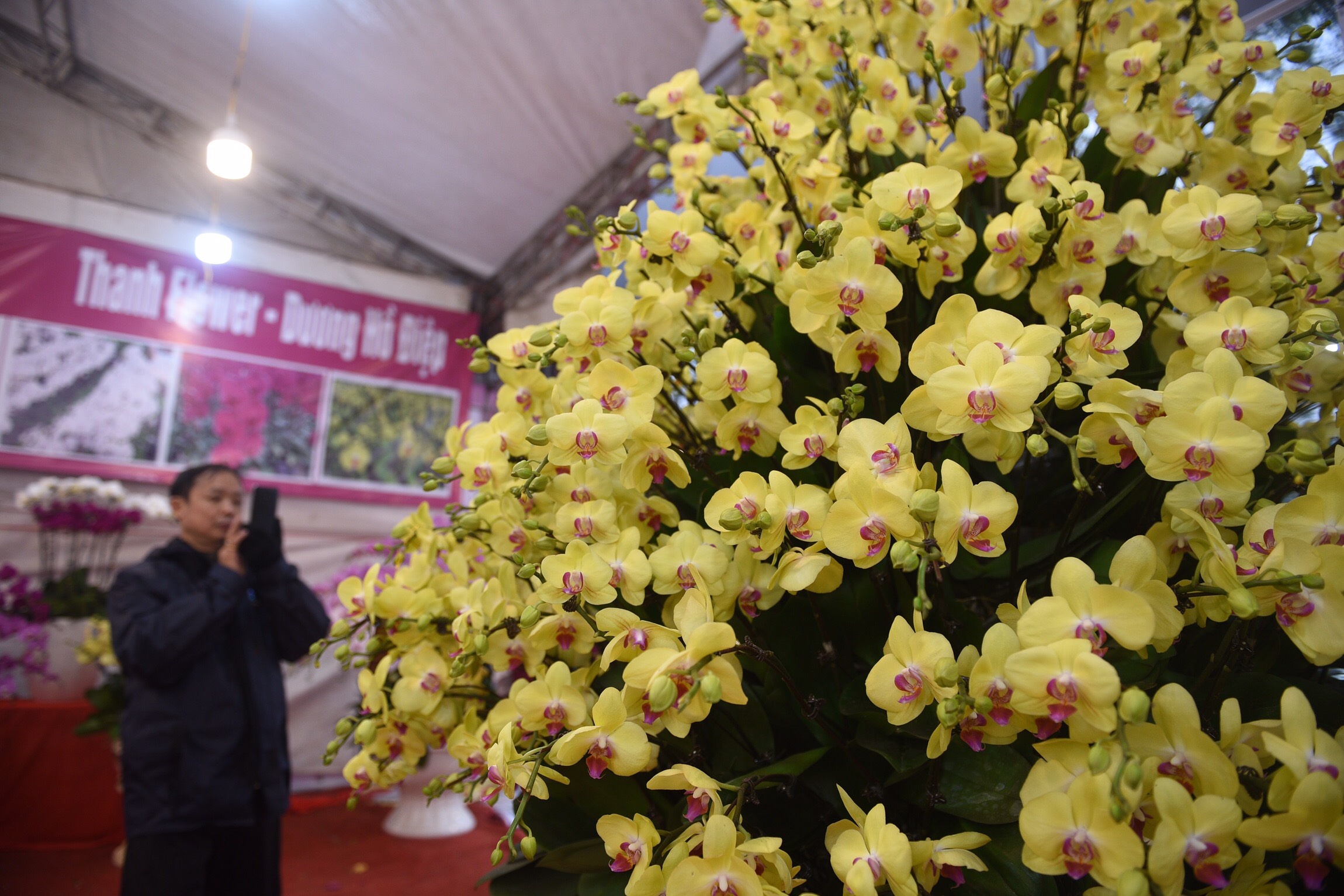 Gia ca hoa Tet 2020 anh 11