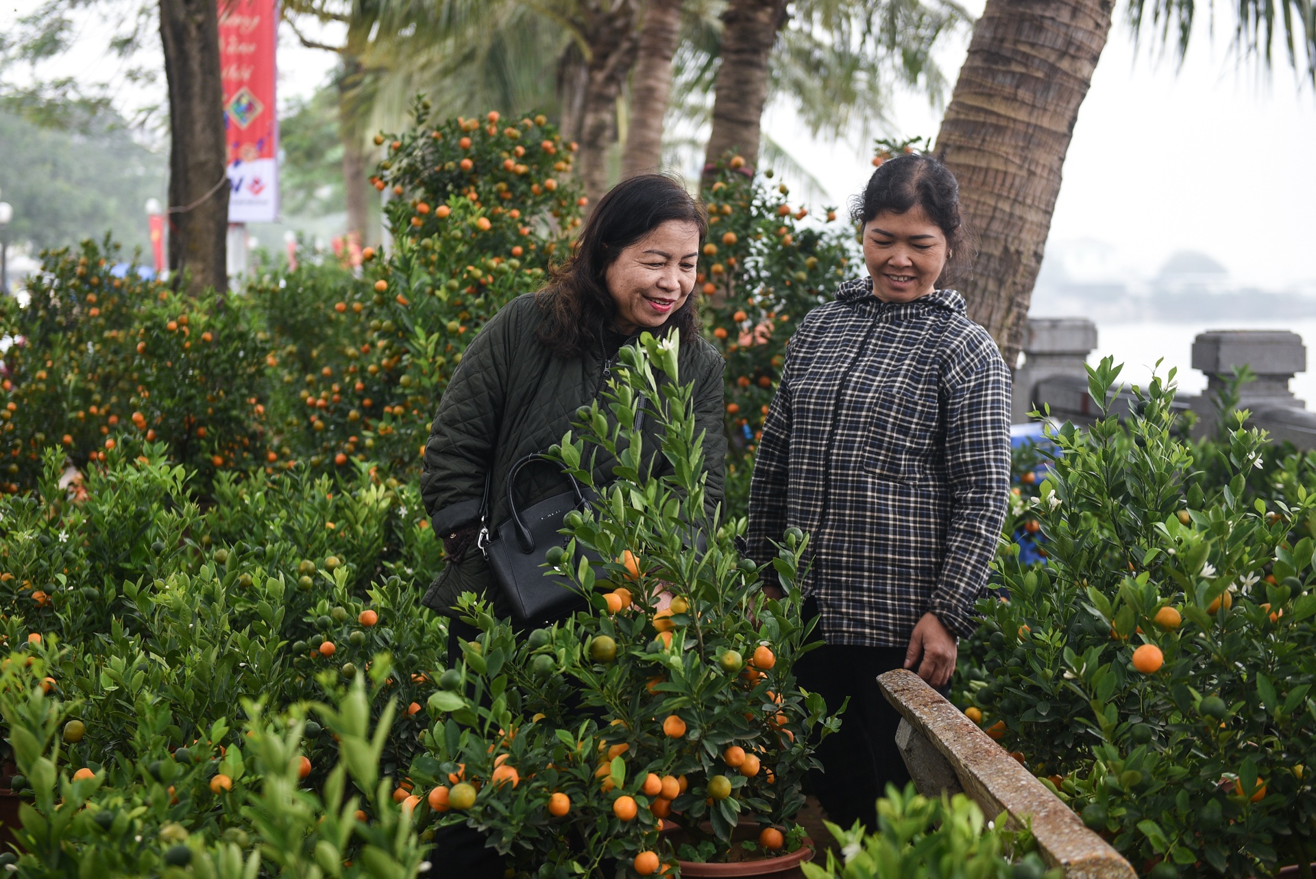 Gia ca hoa Tet 2020 anh 6