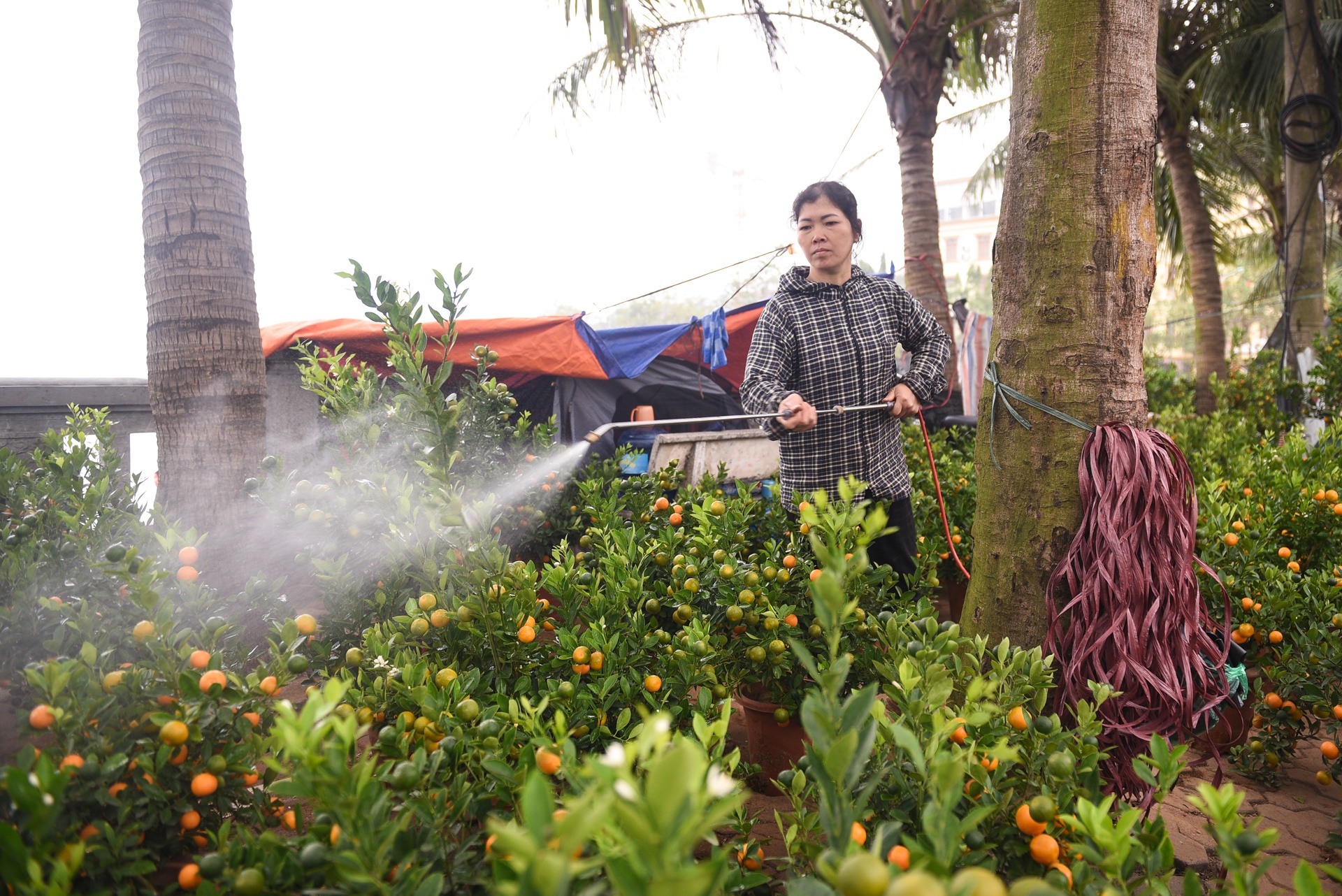 Gia ca hoa Tet 2020 anh 7