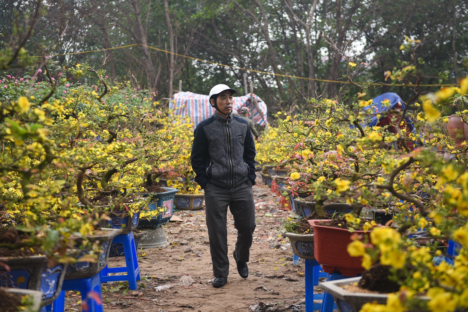 Gia ca hoa Tet 2020 anh 5