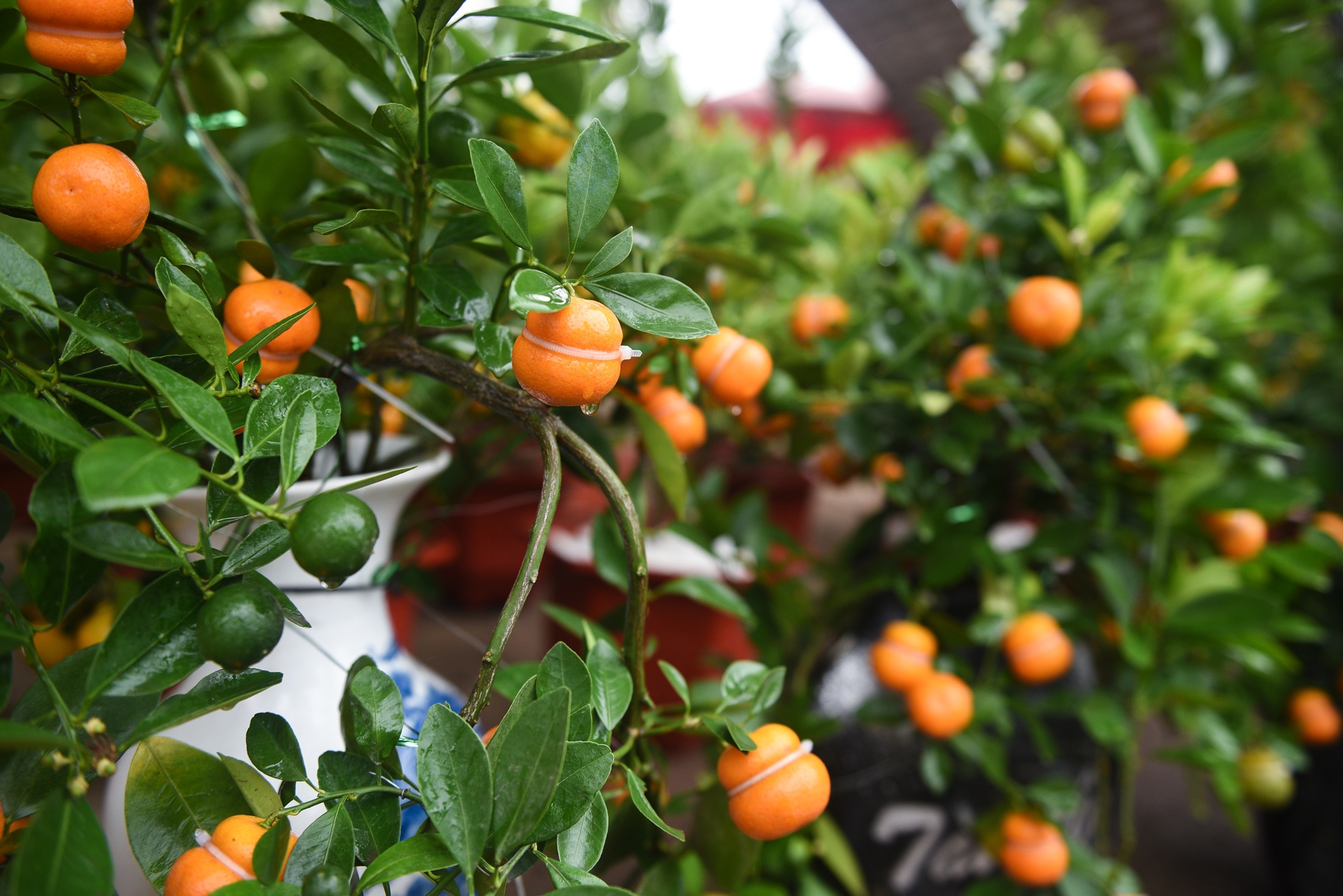 Gia ca hoa Tet 2020 anh 9