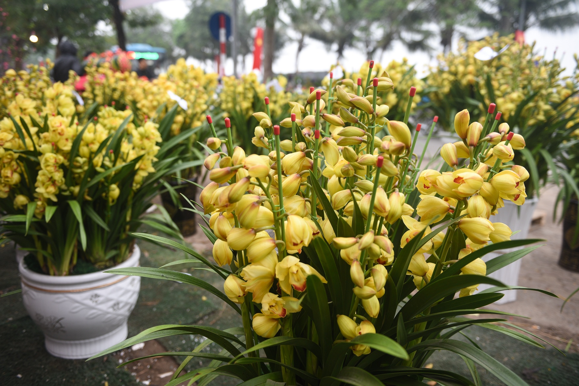 Gia ca hoa Tet 2020 anh 10