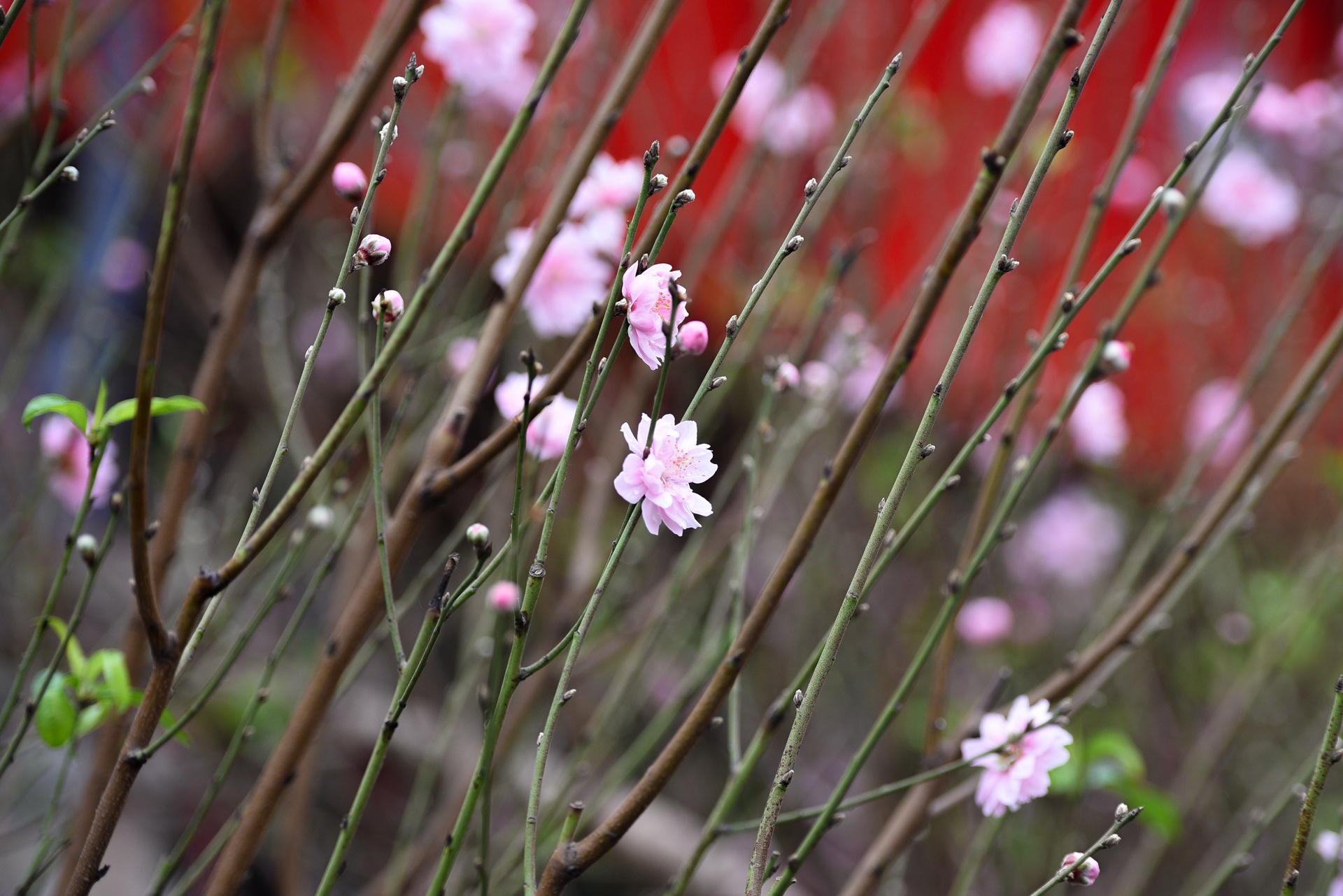 Gia ca hoa Tet 2020 anh 3