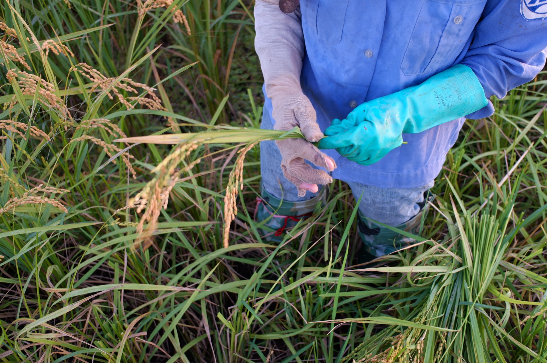 nguoi dan gat lua trong dem tranh nang anh 16