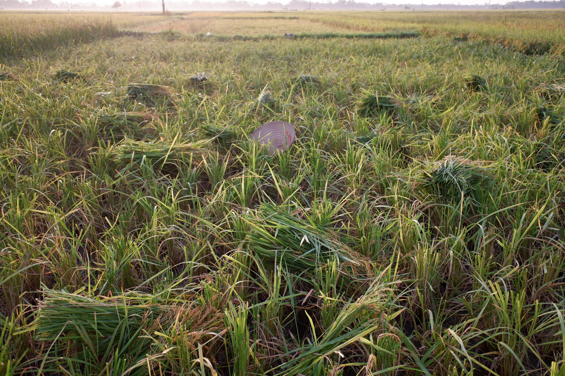 nguoi dan gat lua trong dem tranh nang anh 18