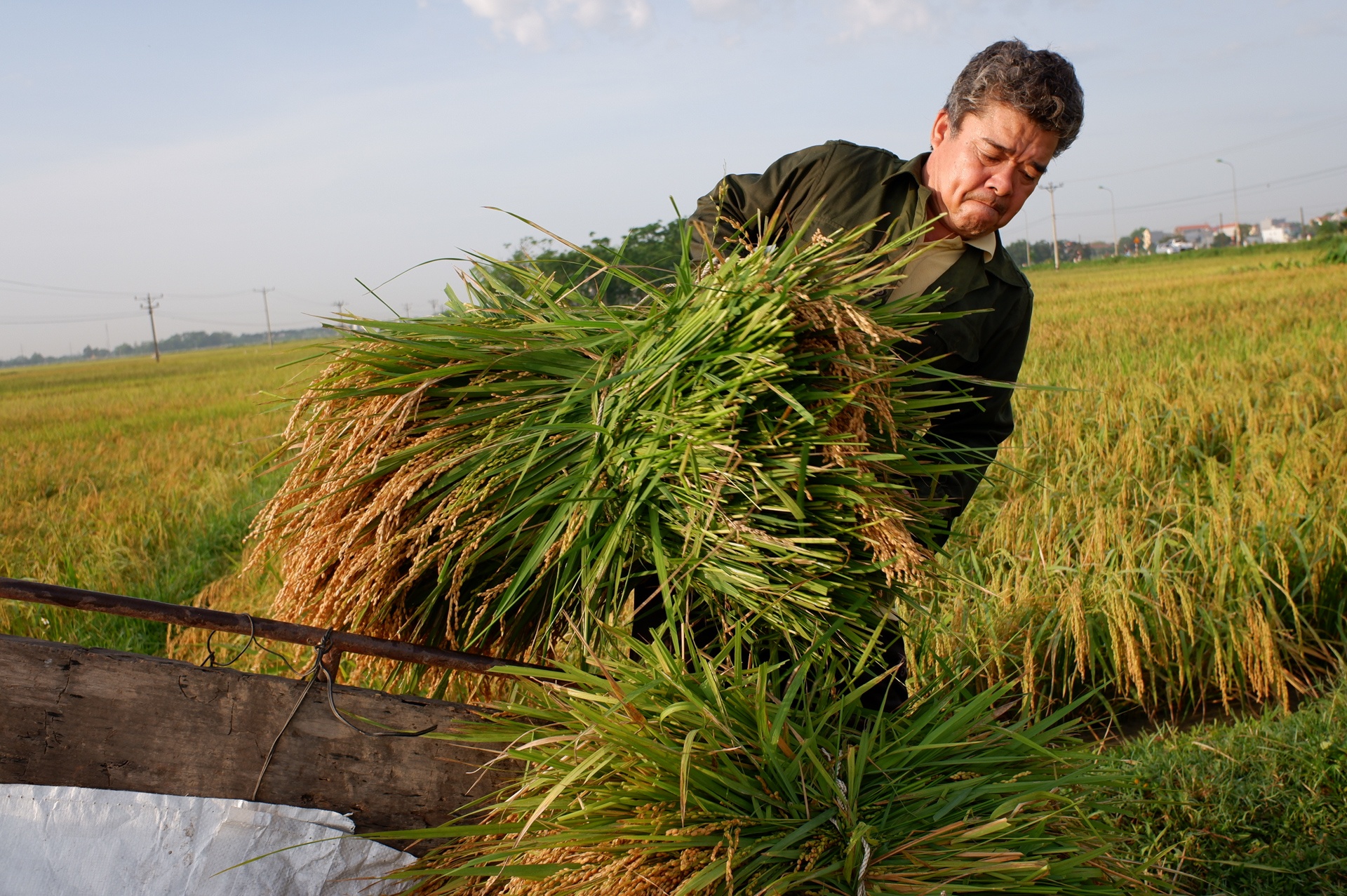 nguoi dan gat lua trong dem tranh nang anh 20