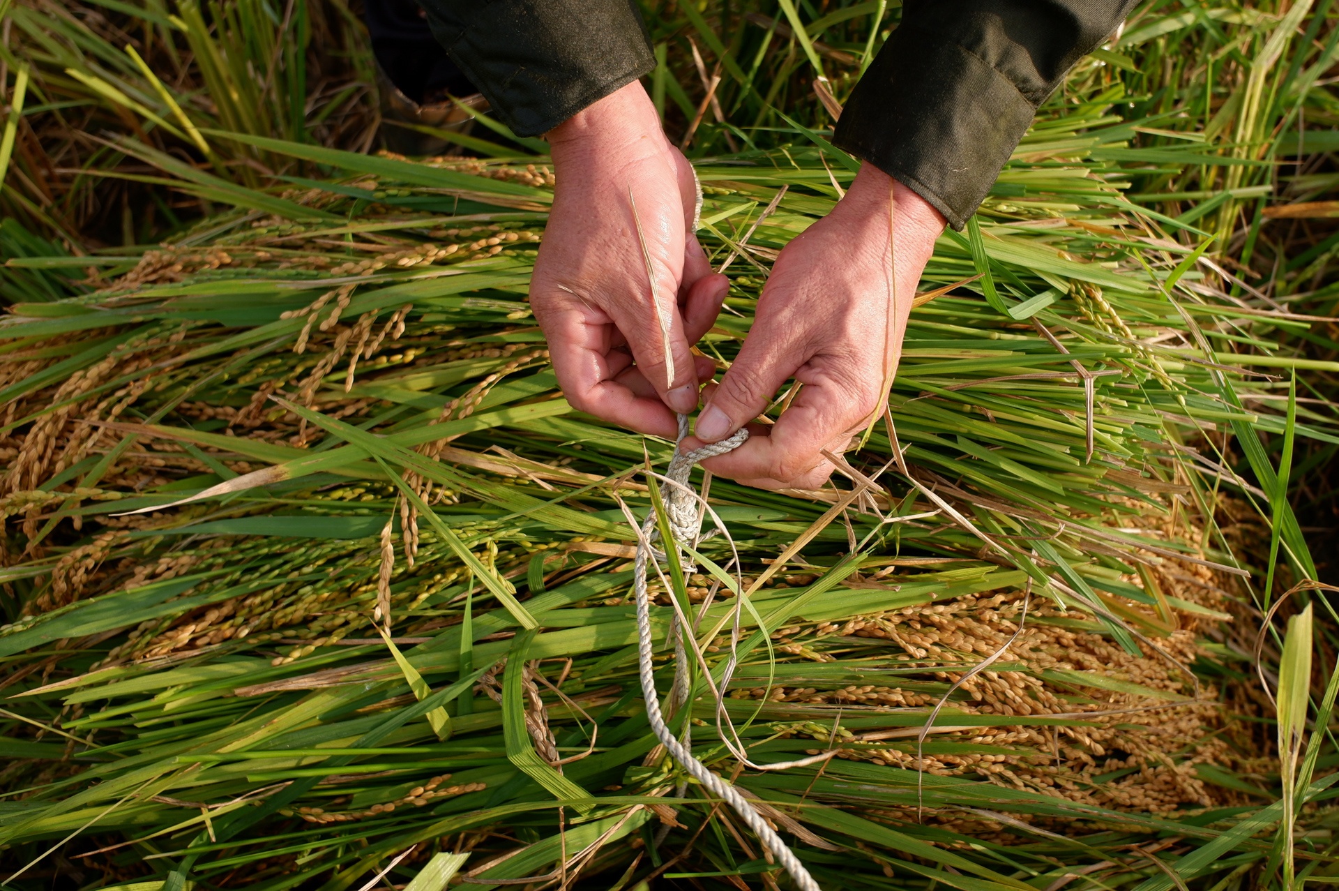 nguoi dan gat lua trong dem tranh nang anh 19