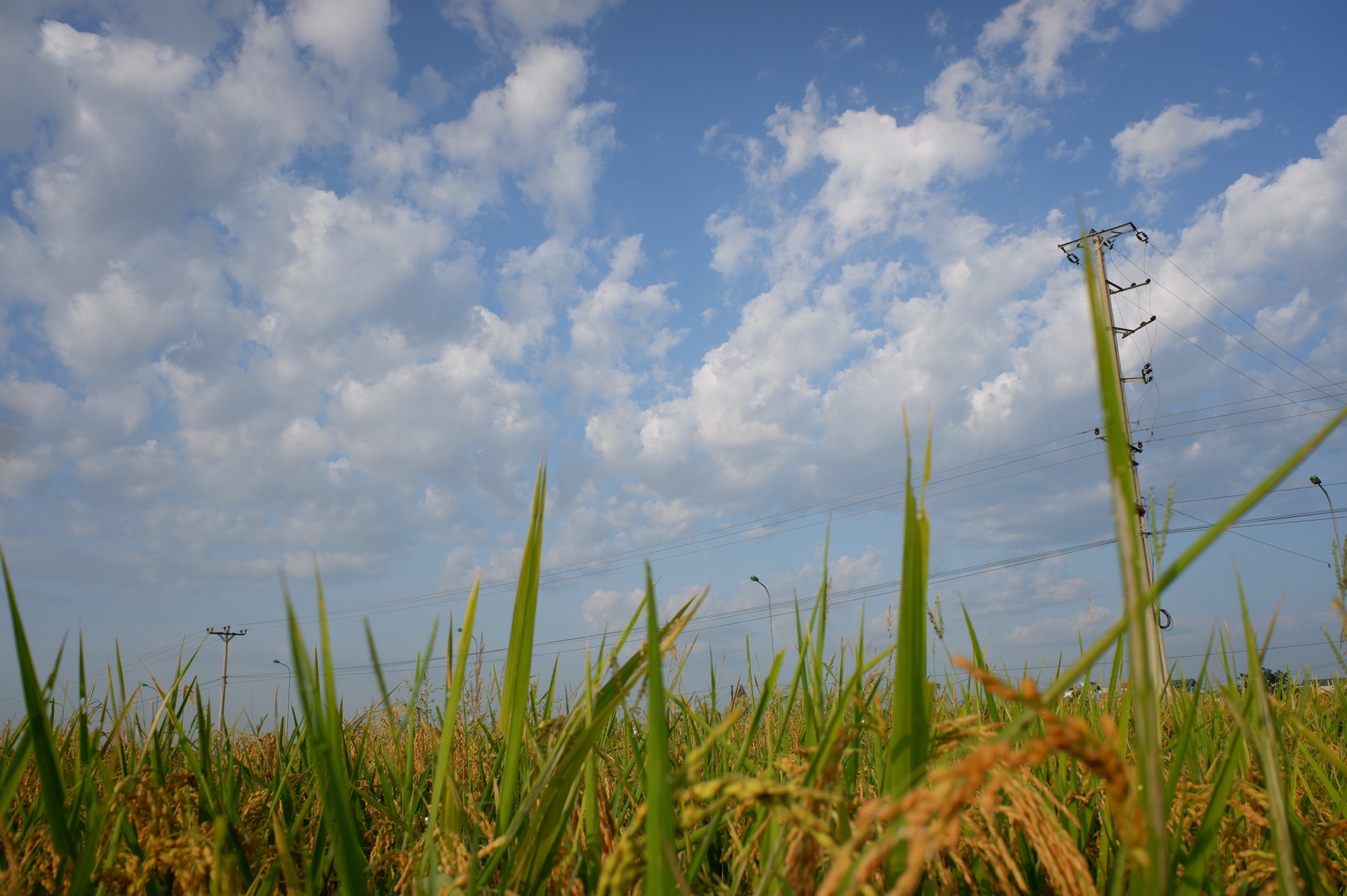 nguoi dan gat lua trong dem tranh nang anh 14