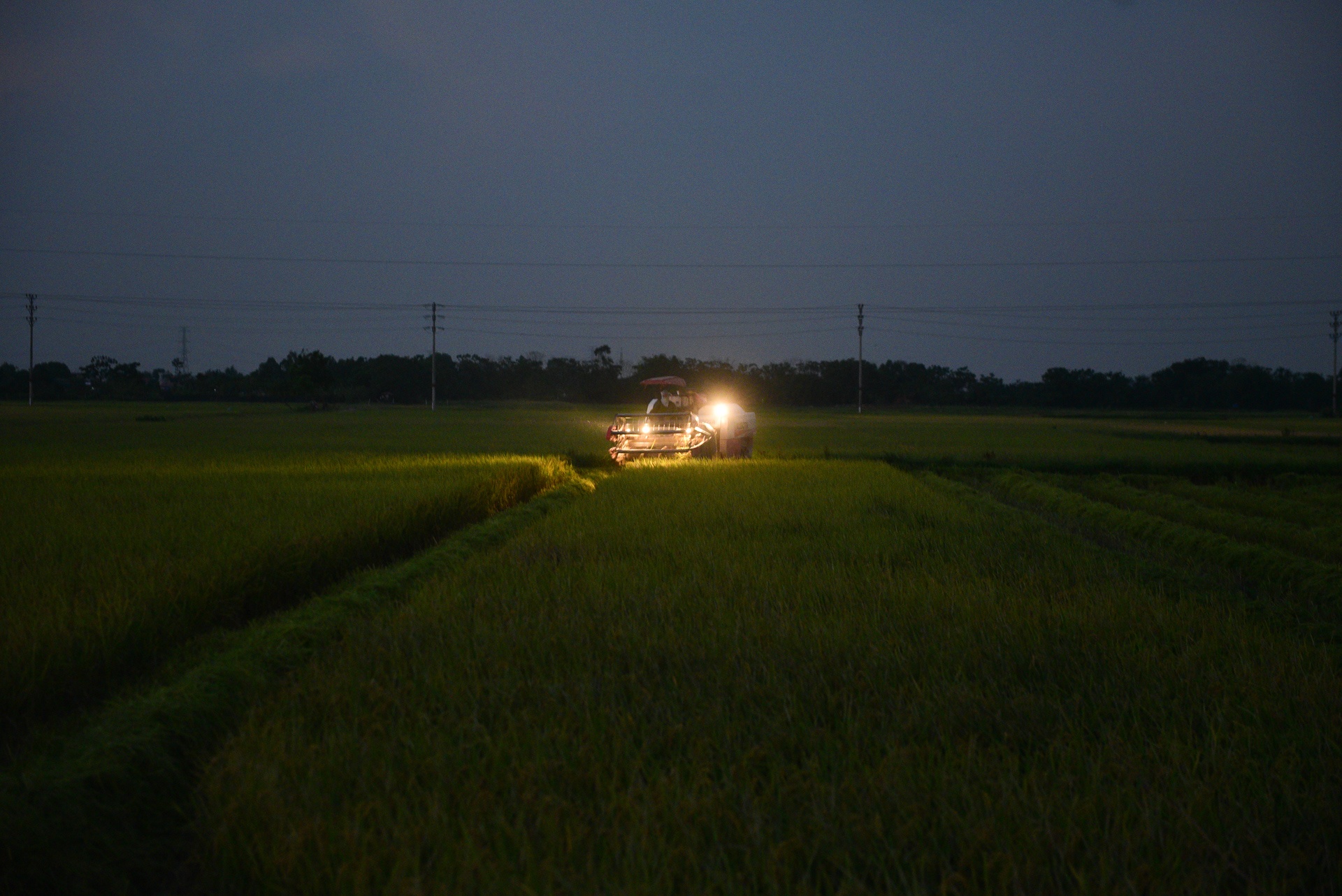 nguoi dan gat lua trong dem tranh nang anh 2