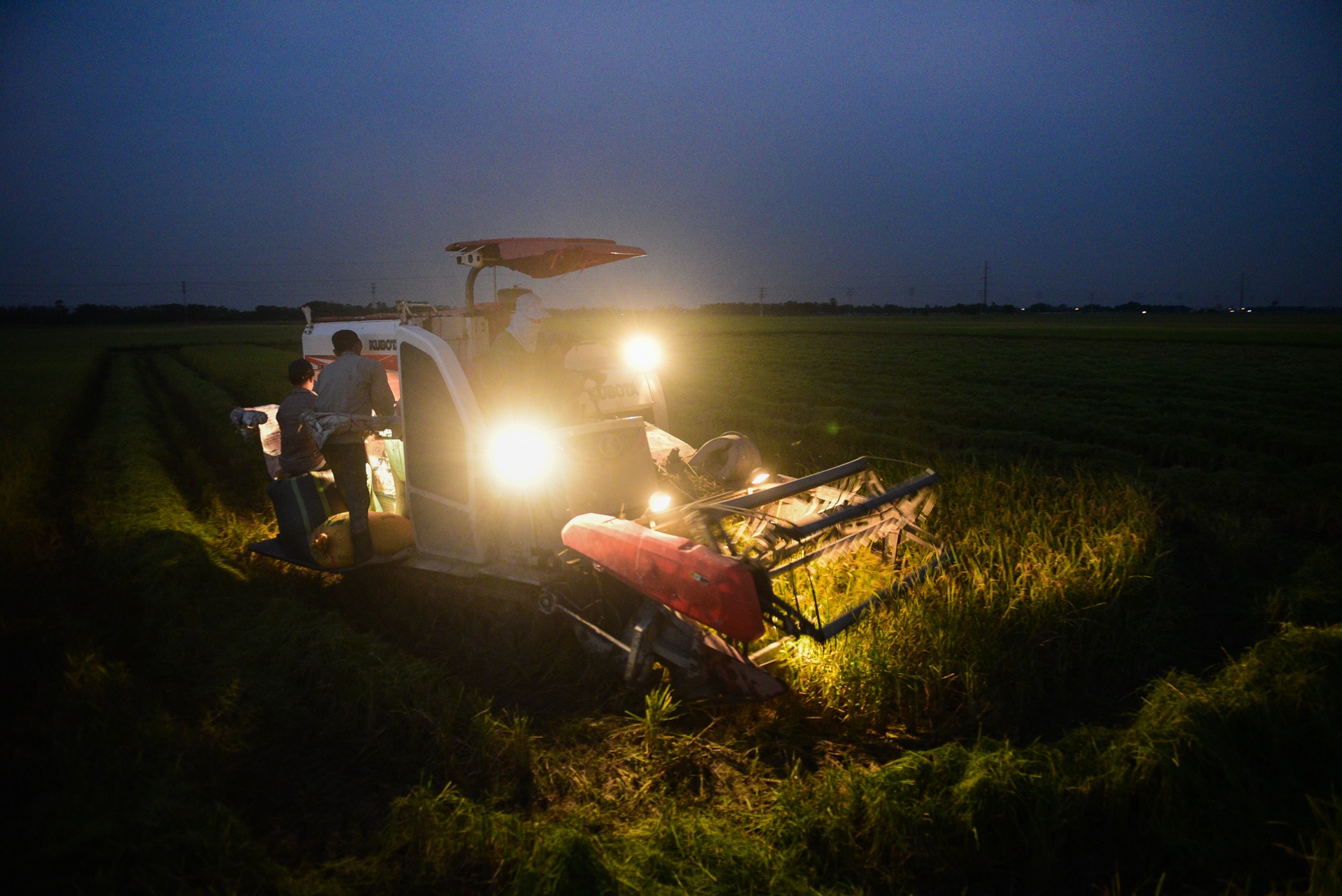 nguoi dan gat lua trong dem tranh nang anh 1
