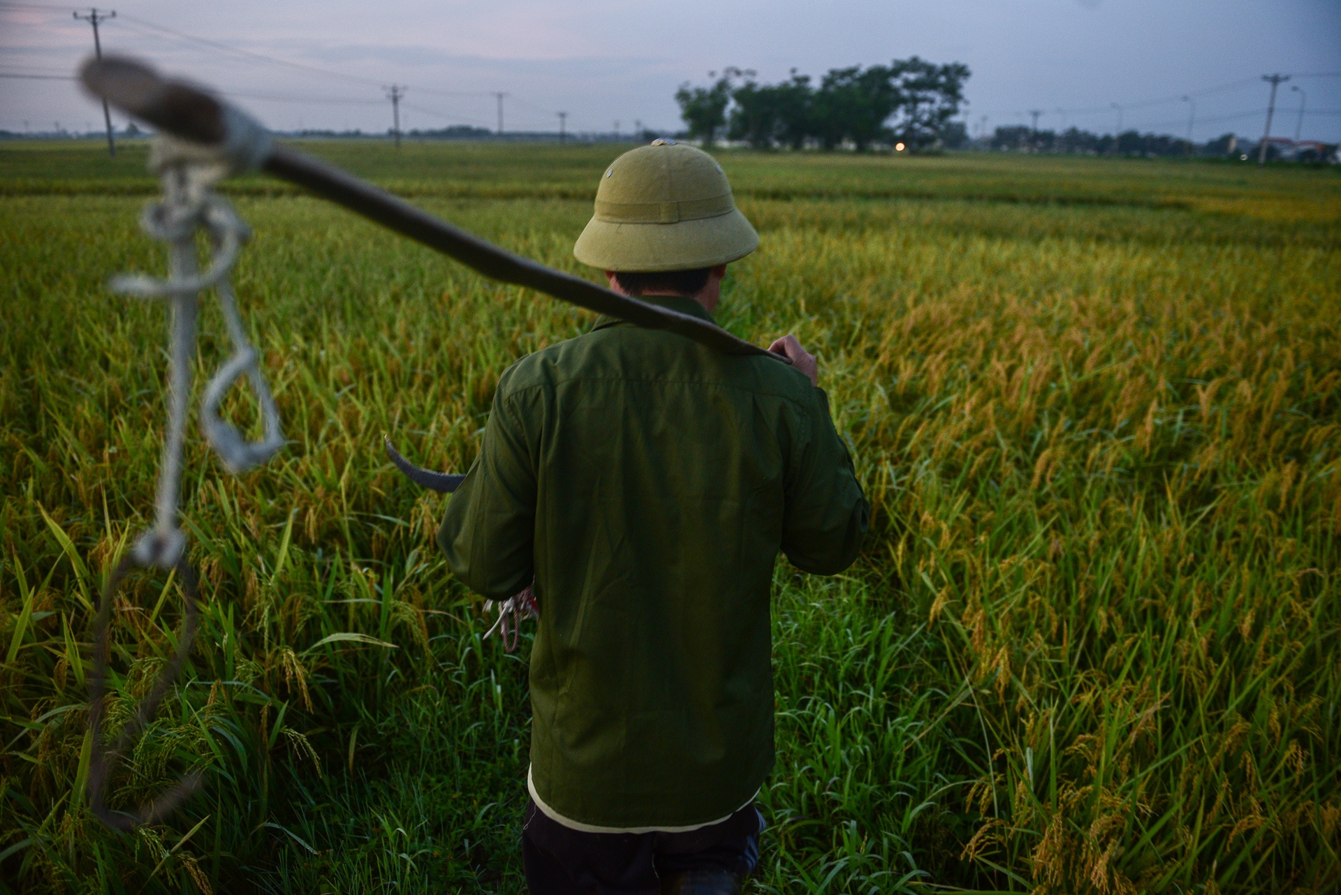 nguoi dan gat lua trong dem tranh nang anh 10