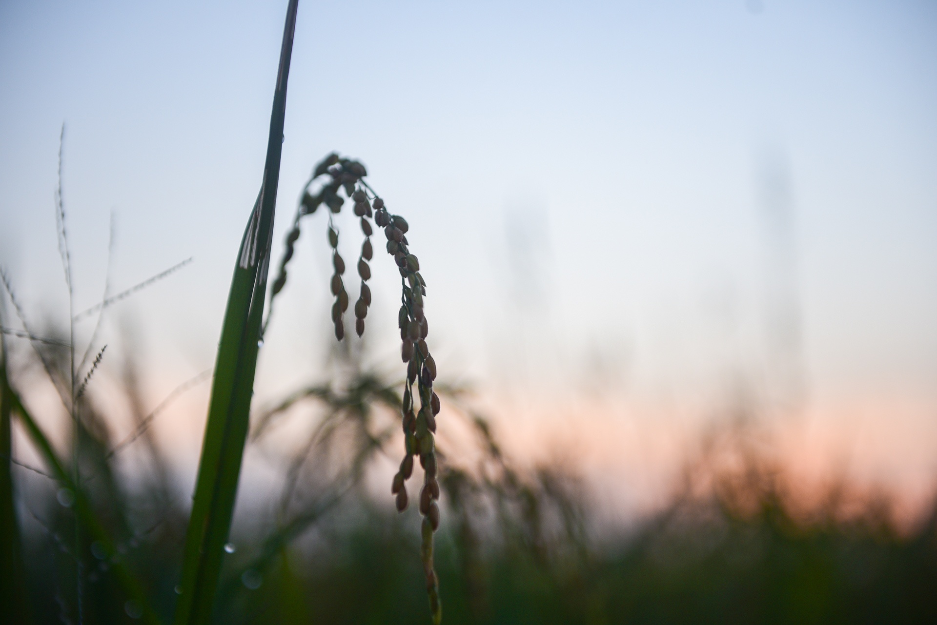 nguoi dan gat lua trong dem tranh nang anh 6