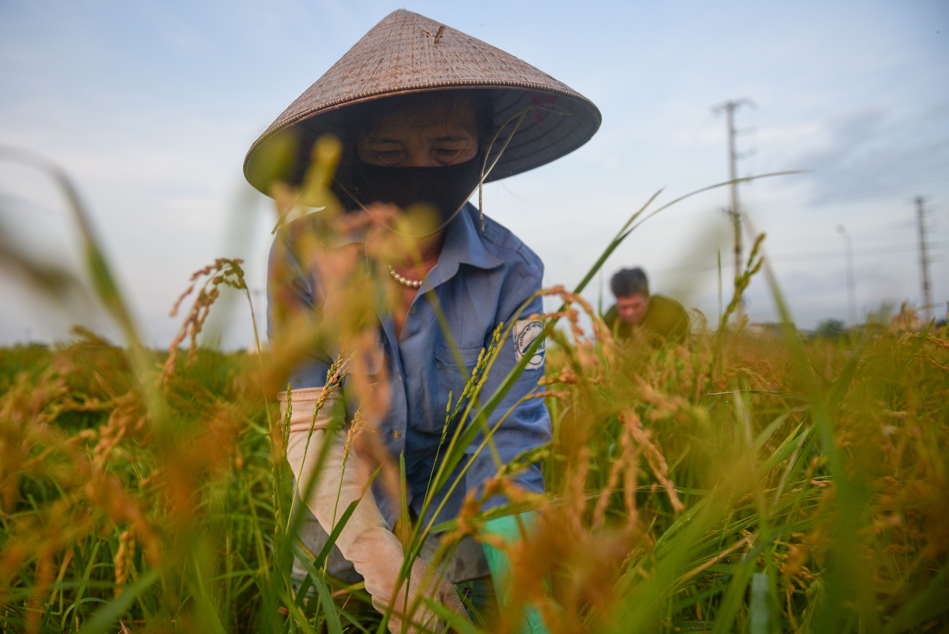 nguoi dan gat lua trong dem tranh nang anh 12