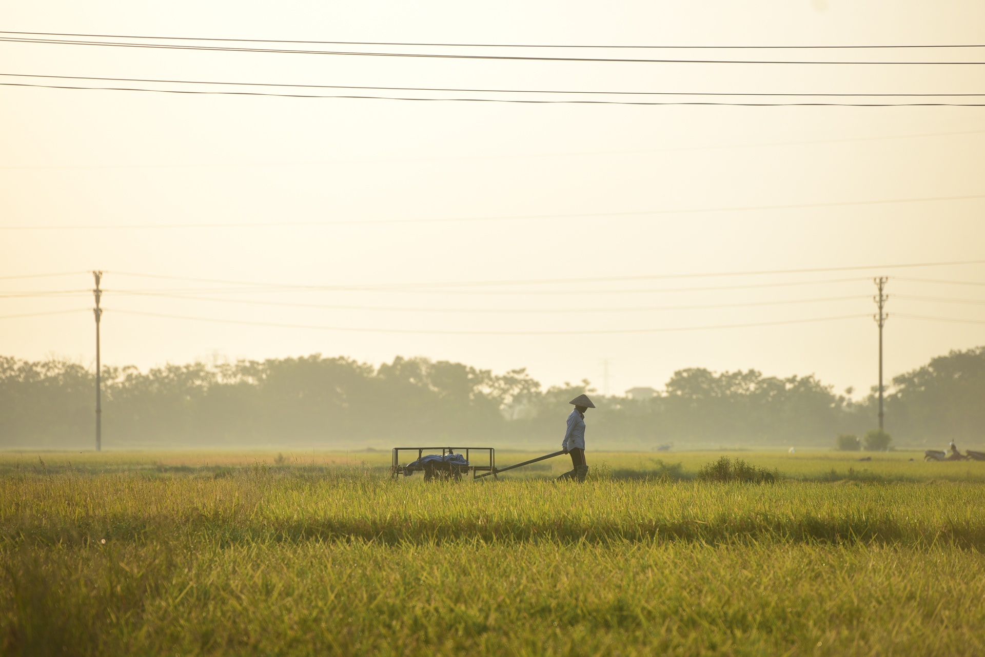 nguoi dan gat lua trong dem tranh nang anh 11
