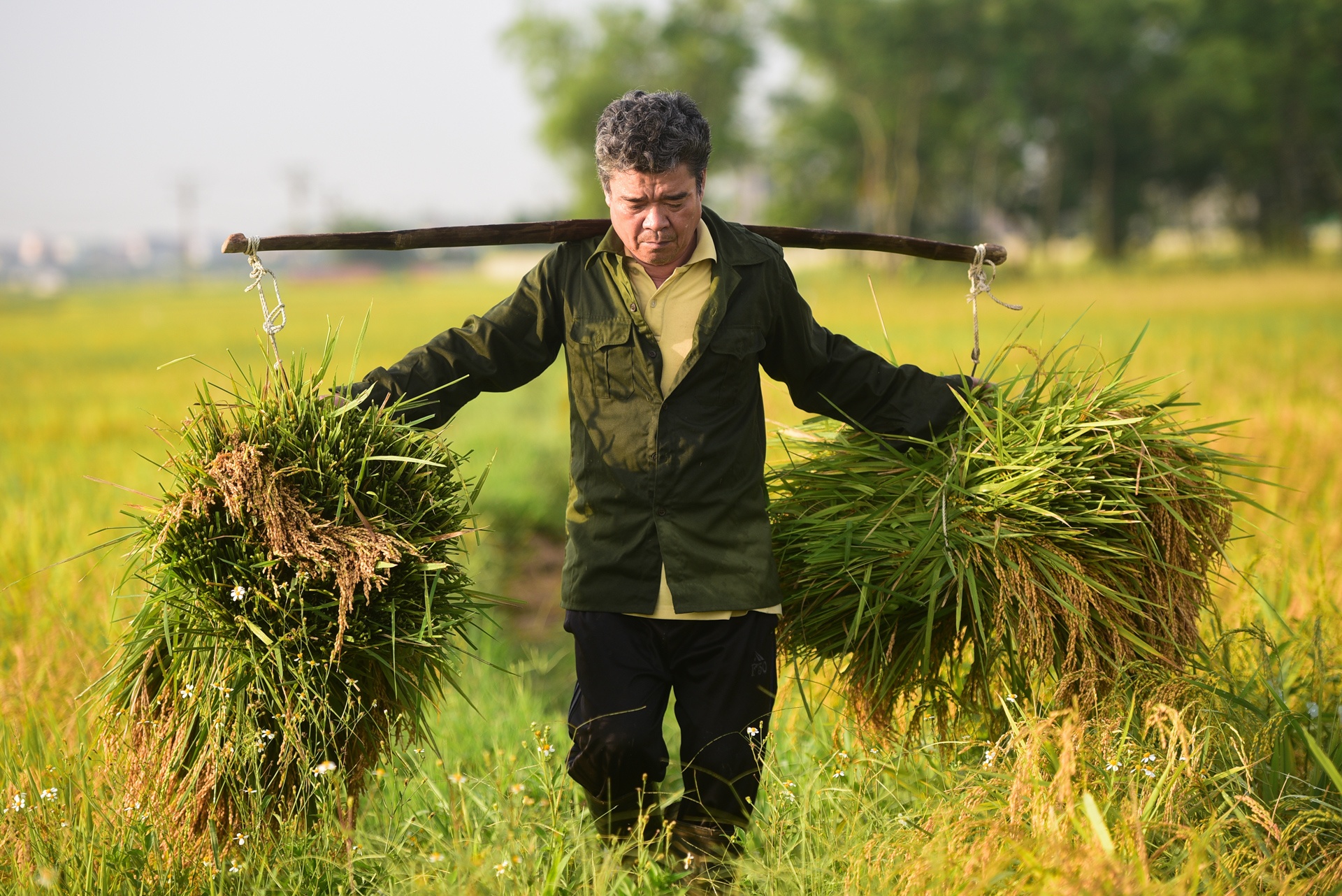 nguoi dan gat lua trong dem tranh nang anh 13