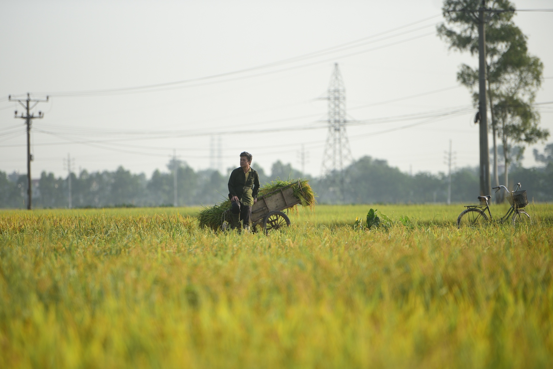nguoi dan gat lua trong dem tranh nang anh 21