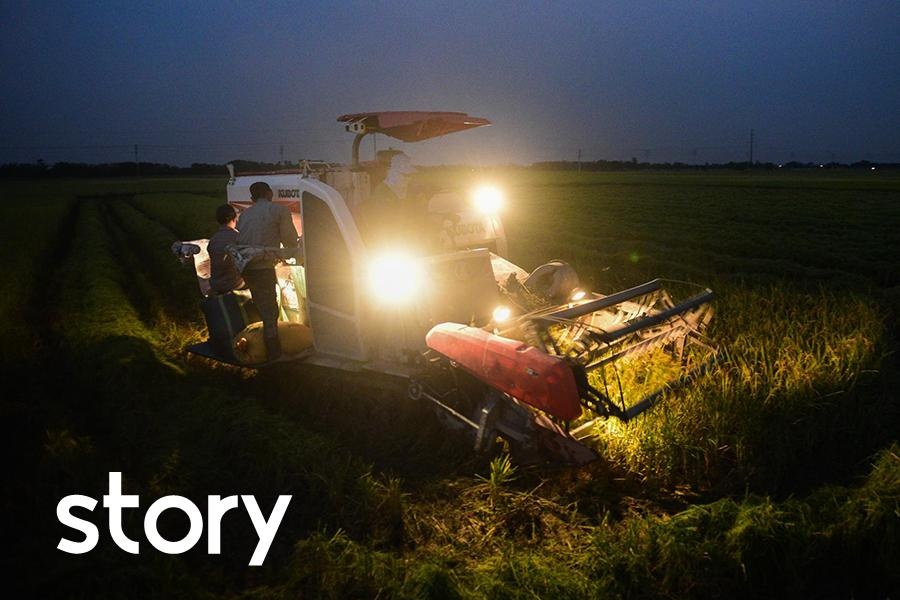 Nguoi dan gat lua trong dem tranh nong hinh anh