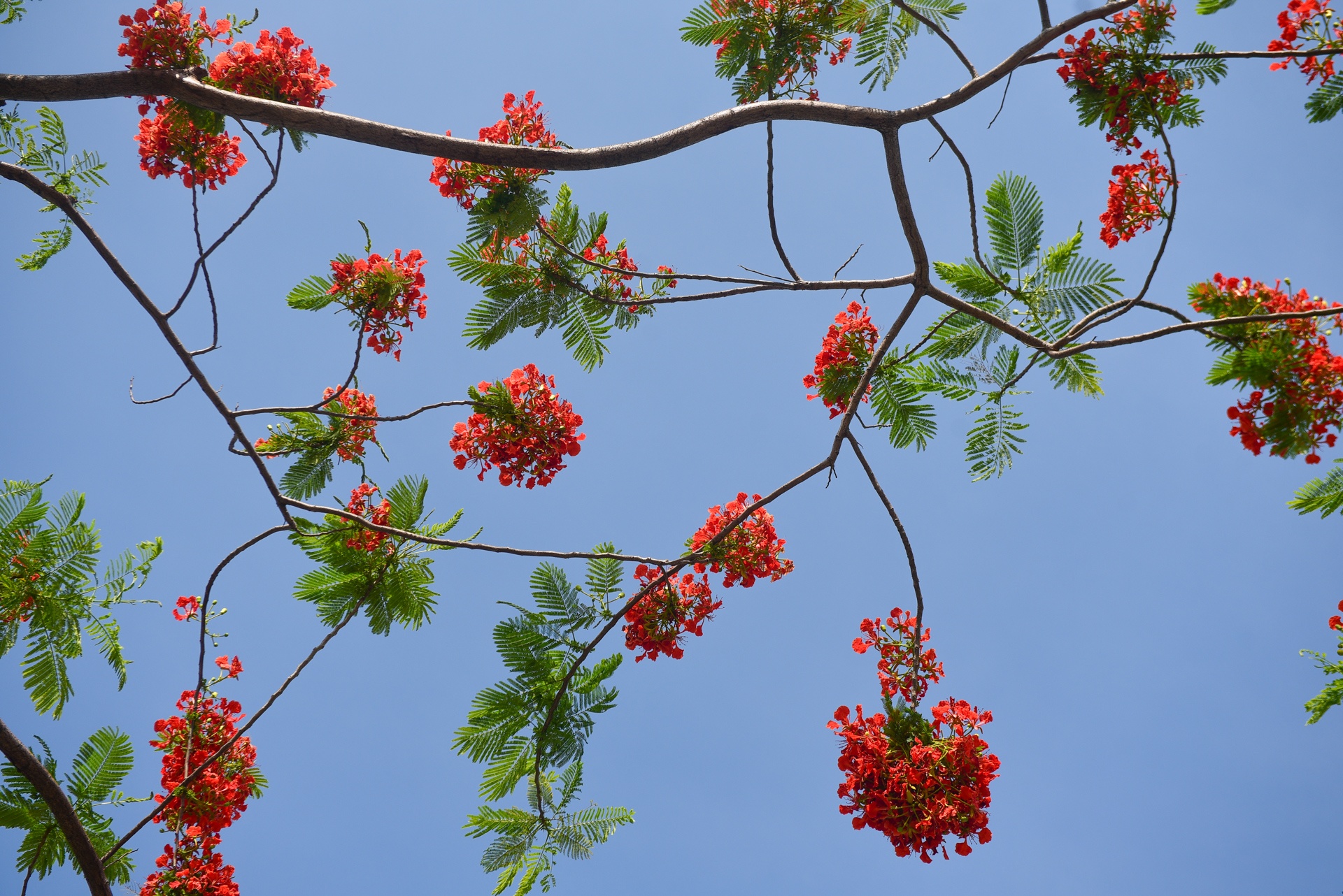 Ha Noi ruc ro mau hoa phuong anh 4