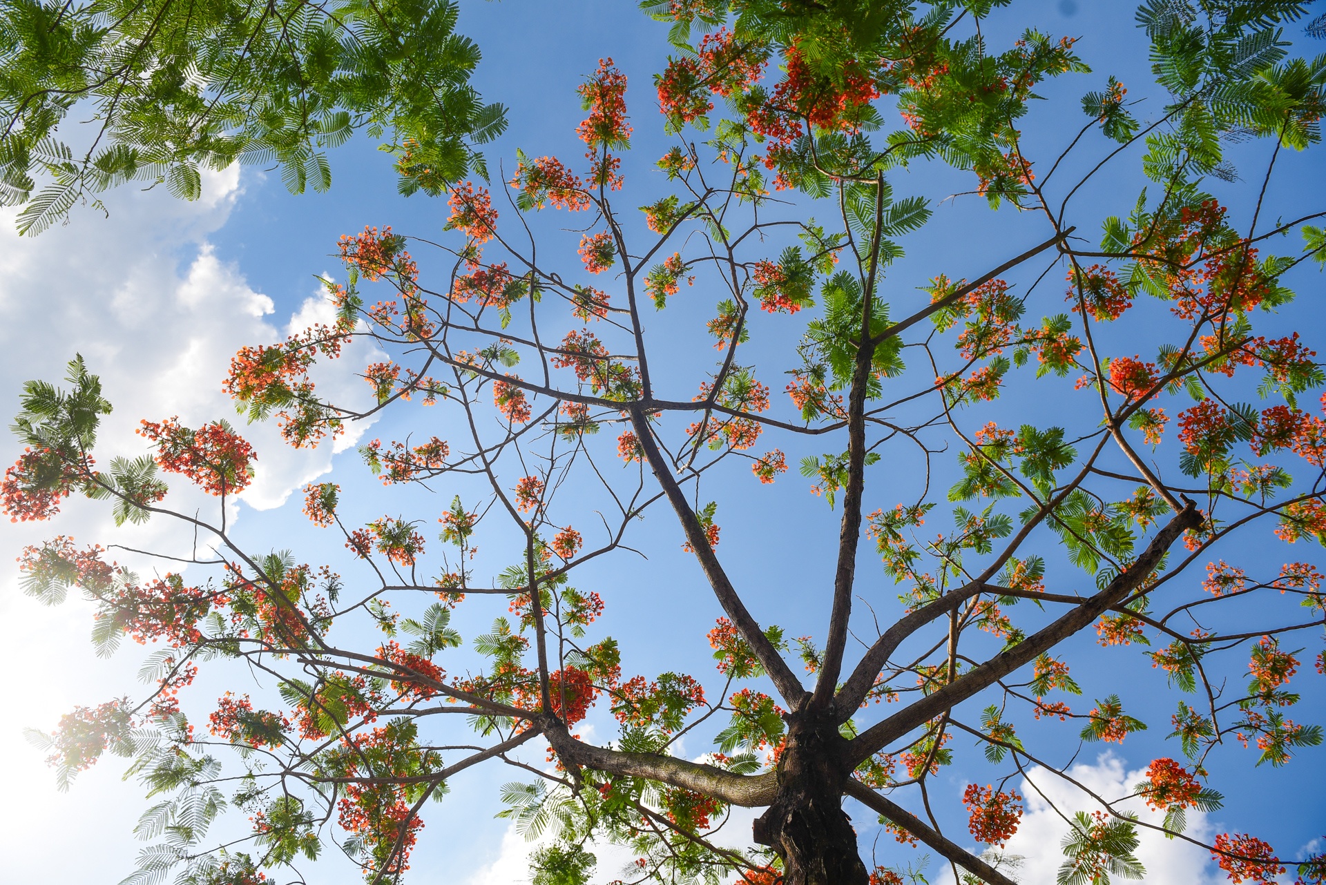 Ha Noi ruc ro mau hoa phuong anh 1