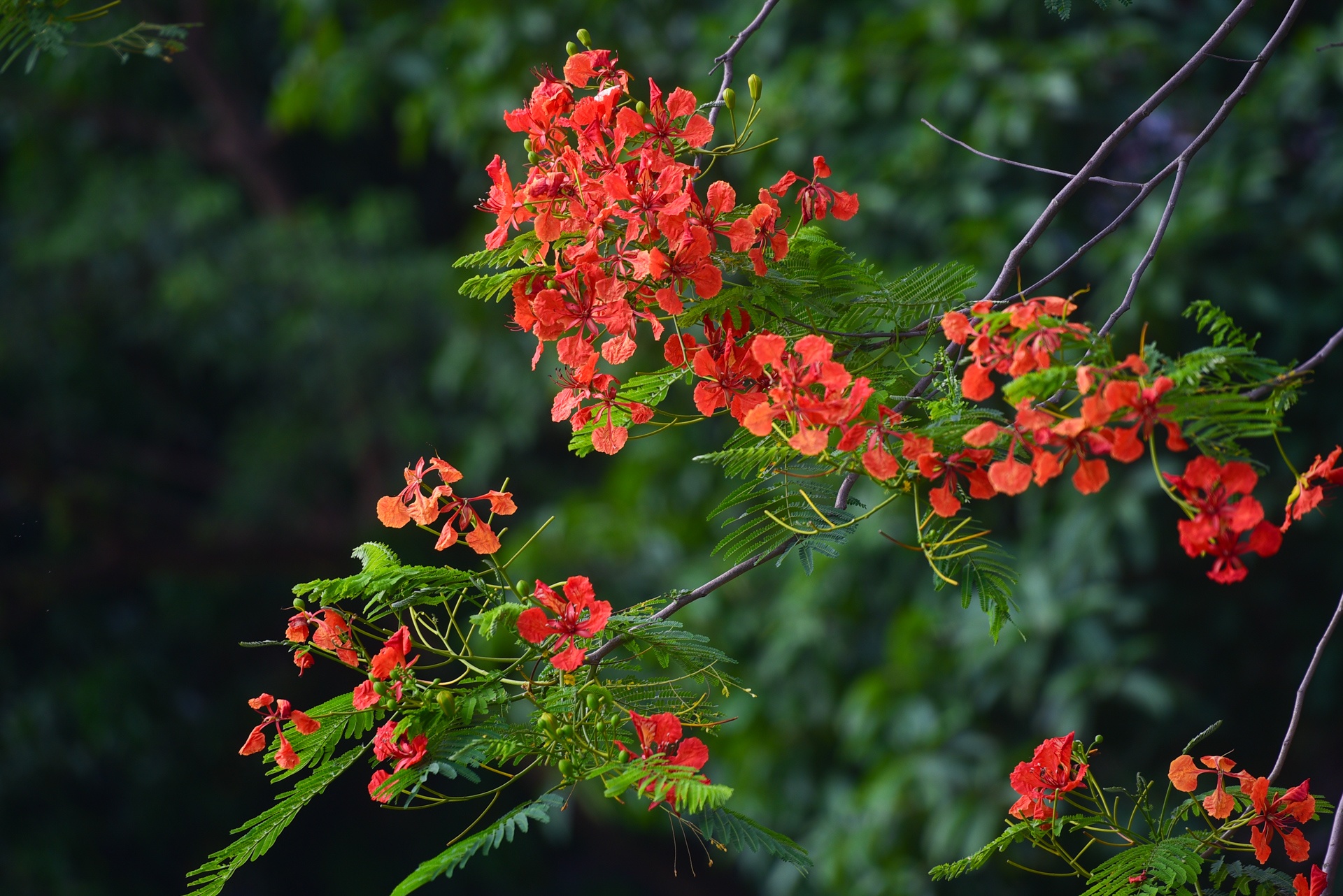 Ha Noi ruc ro mau hoa phuong anh 7