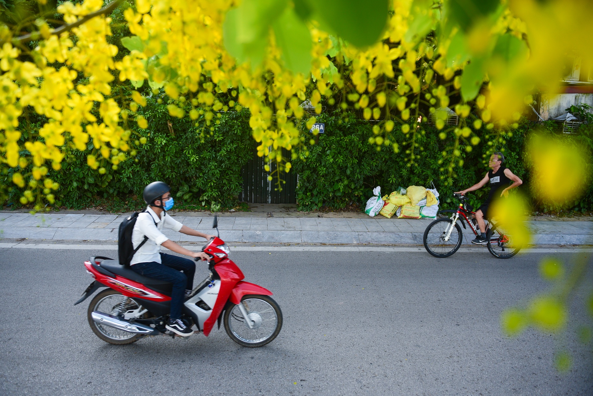 Ha Noi ruc ro mau hoa phuong anh 11
