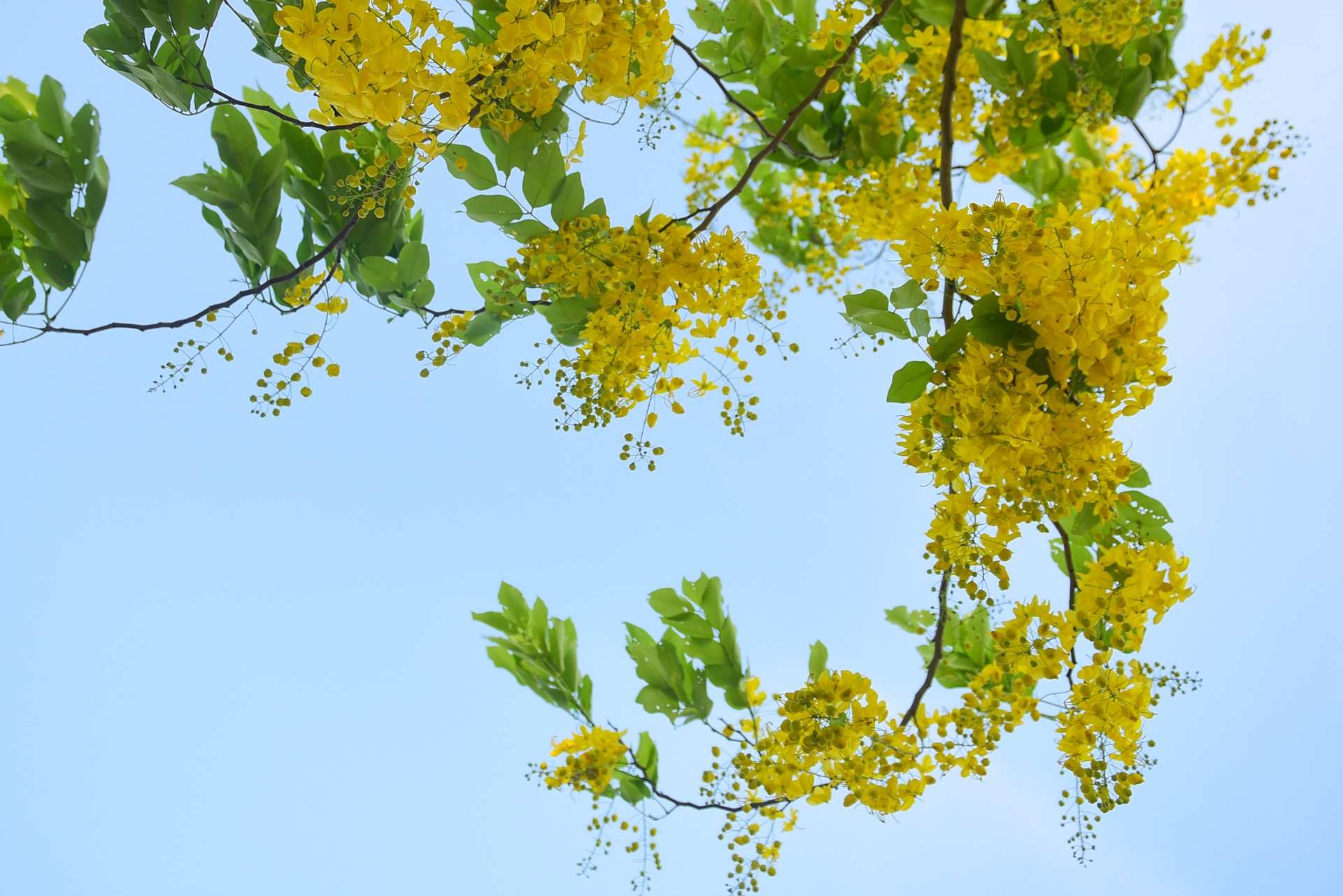 Ha Noi ruc ro mau hoa phuong anh 13