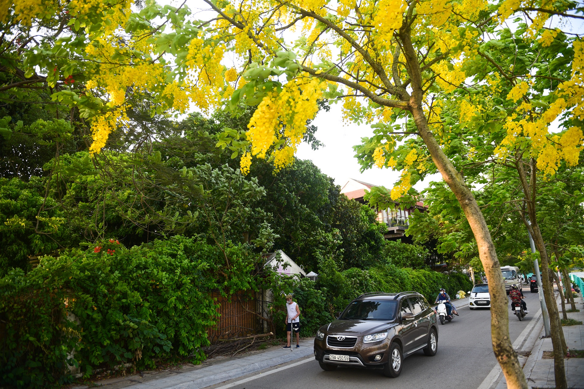 Ha Noi ruc ro mau hoa phuong anh 17