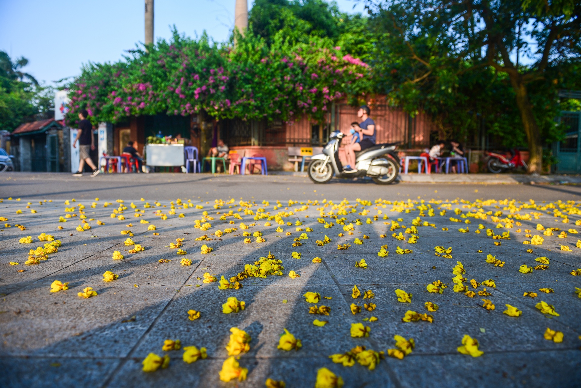 Ha Noi ruc ro mau hoa phuong anh 19