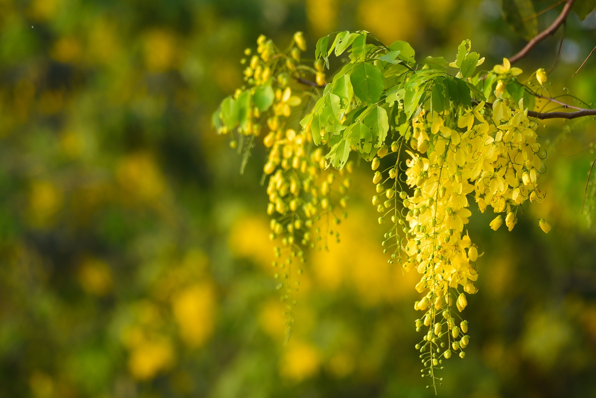 Ha Noi ruc ro mau hoa phuong anh 15