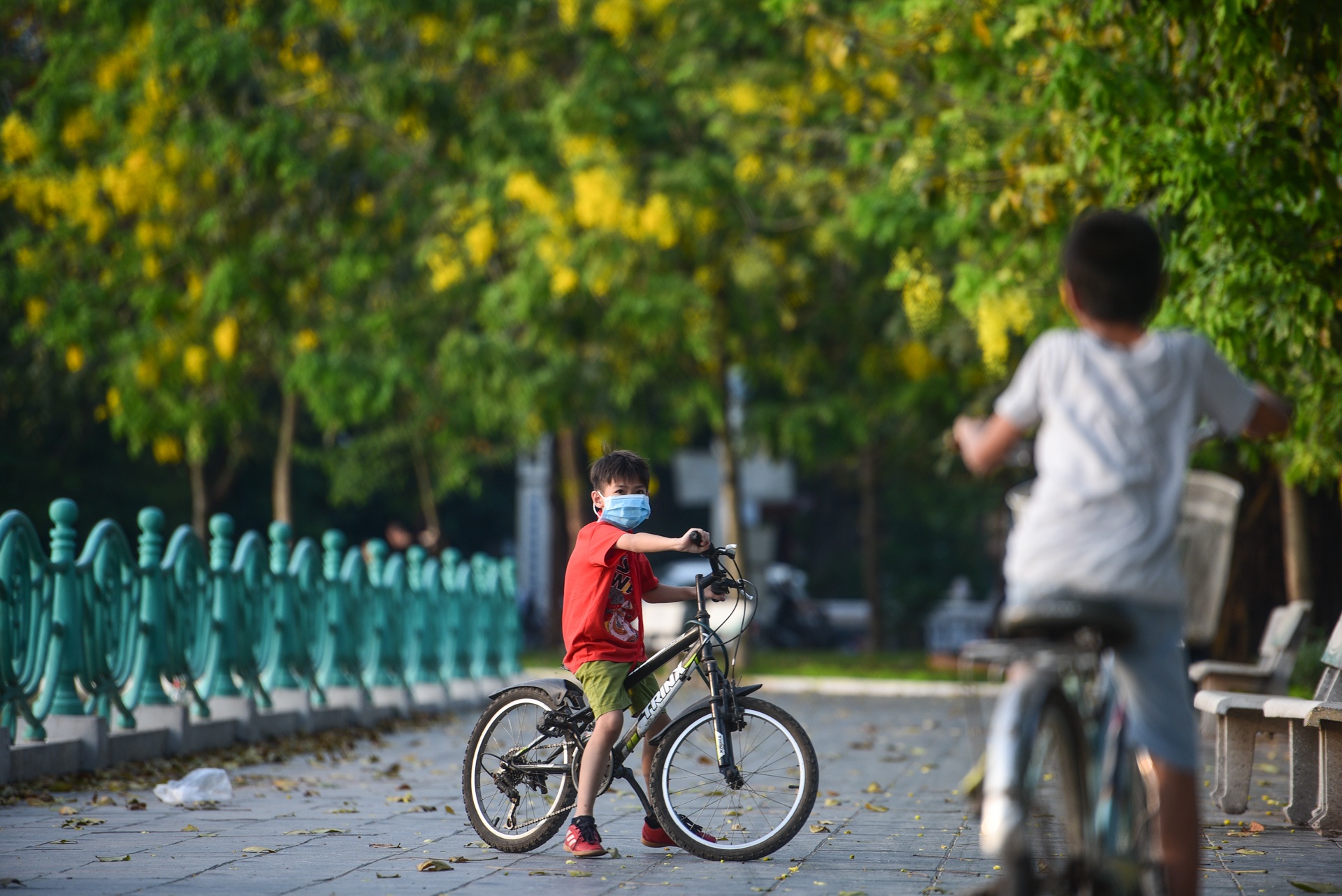 Ha Noi ruc ro mau hoa phuong anh 18
