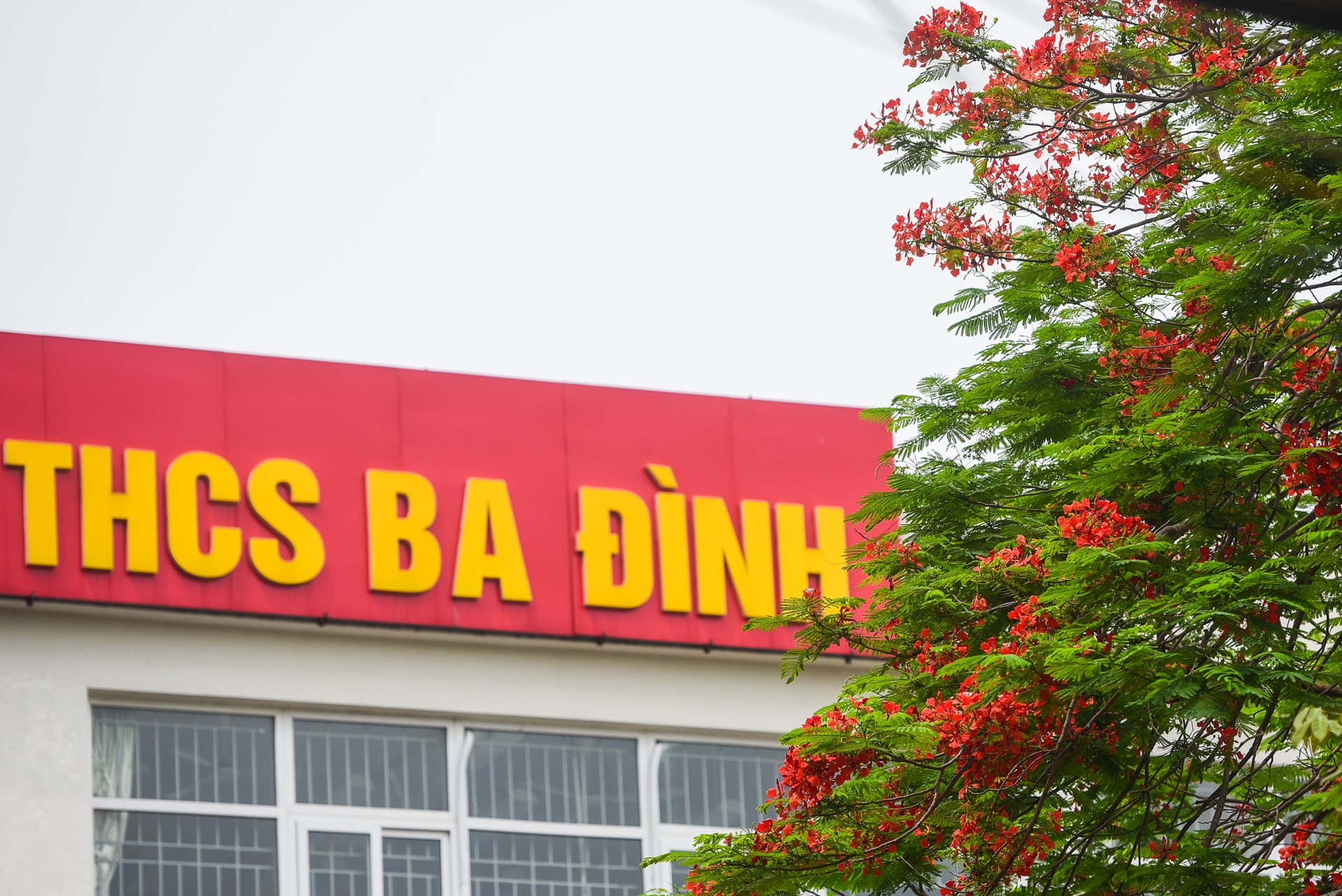 Ha Noi ruc ro mau hoa phuong anh 6