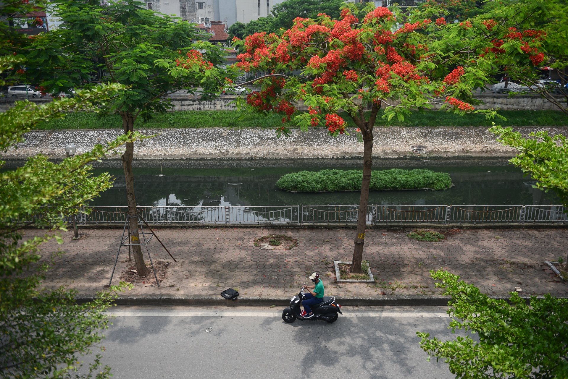 Ha Noi ruc ro mau hoa phuong anh 10