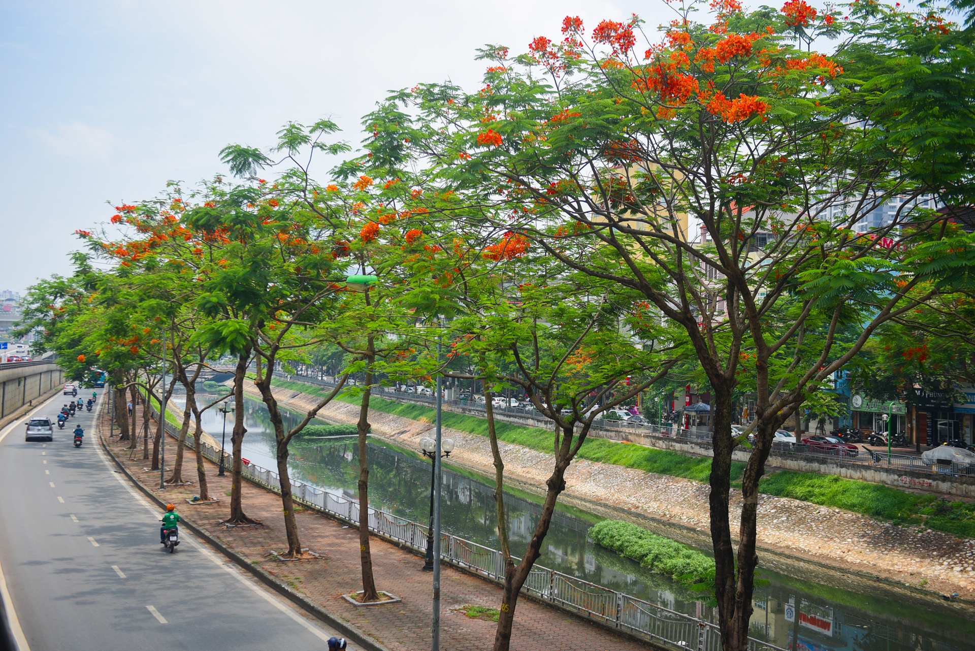 Ha Noi ruc ro mau hoa phuong anh 2