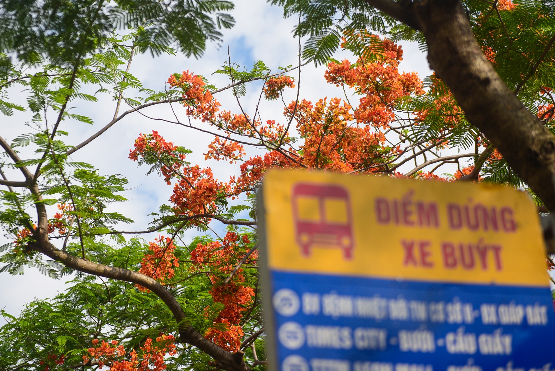 Ha Noi ruc ro mau hoa phuong anh 3
