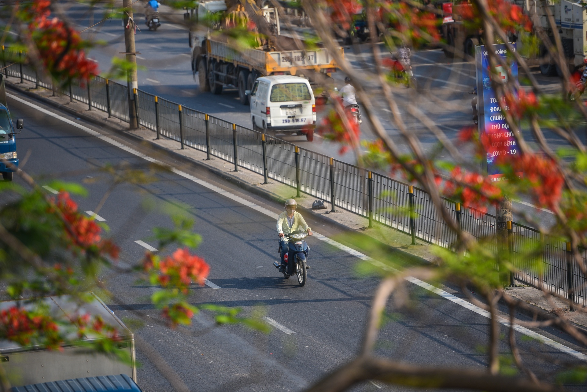 Ha Noi ruc ro mau hoa phuong anh 5